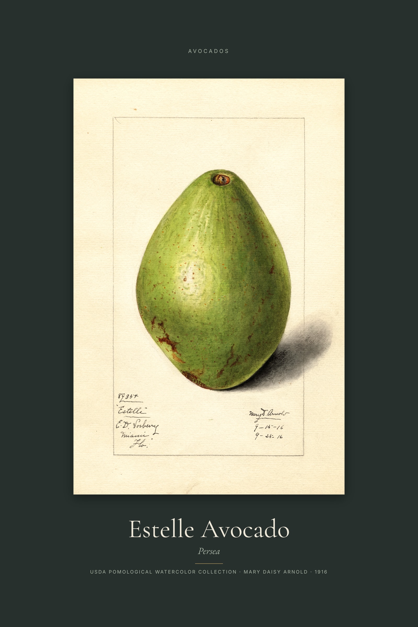 Estelle Avocado — Specimen