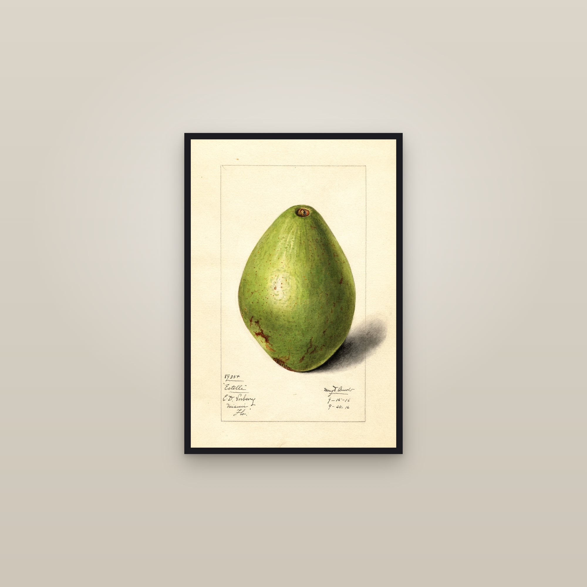 Estelle Avocado — framed in a gallery setting