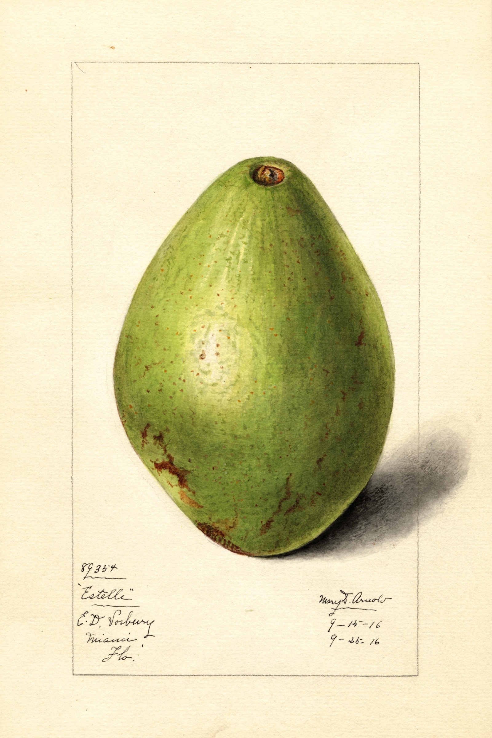Estelle Avocado
