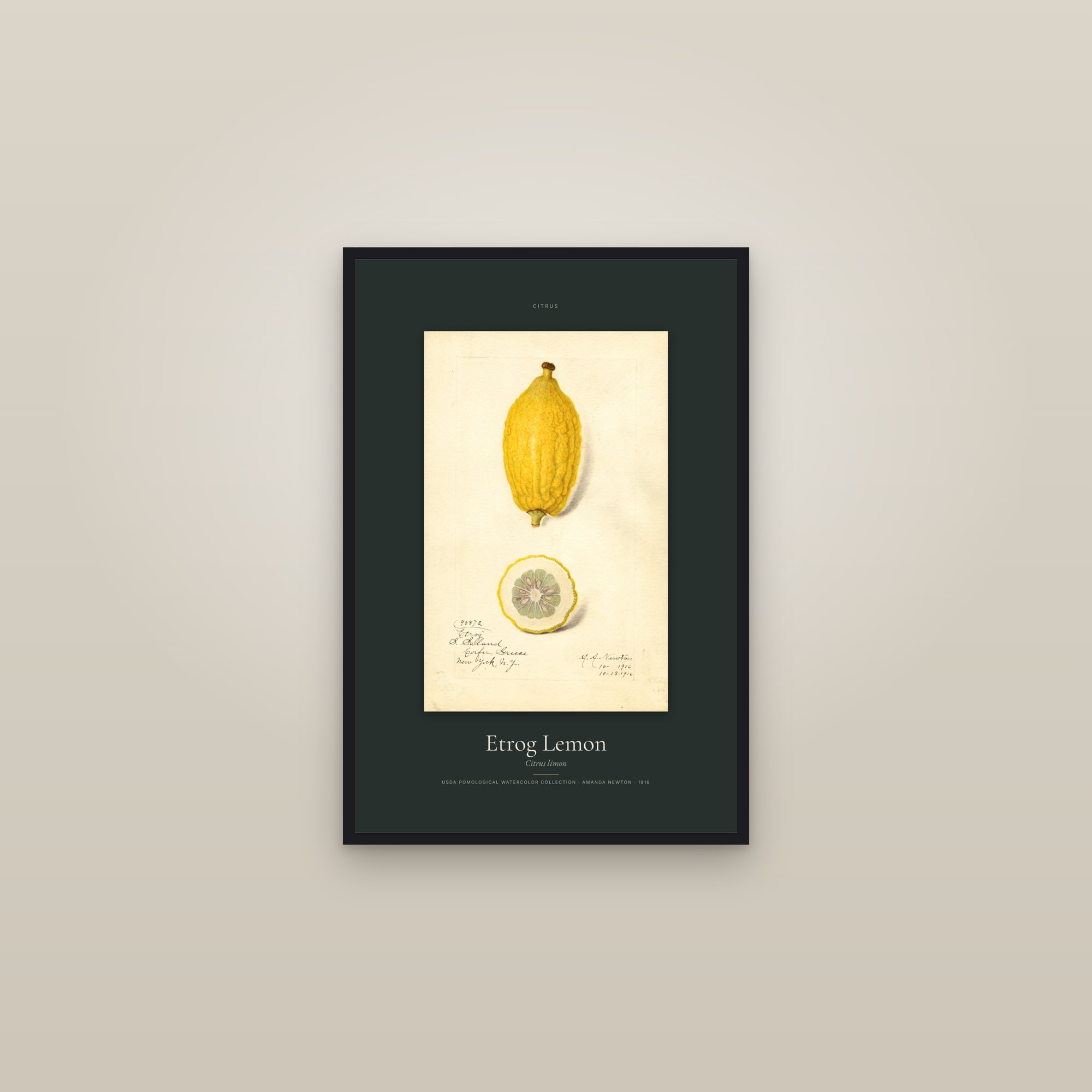 Etrog Lemon — Specimen — framed in a gallery setting