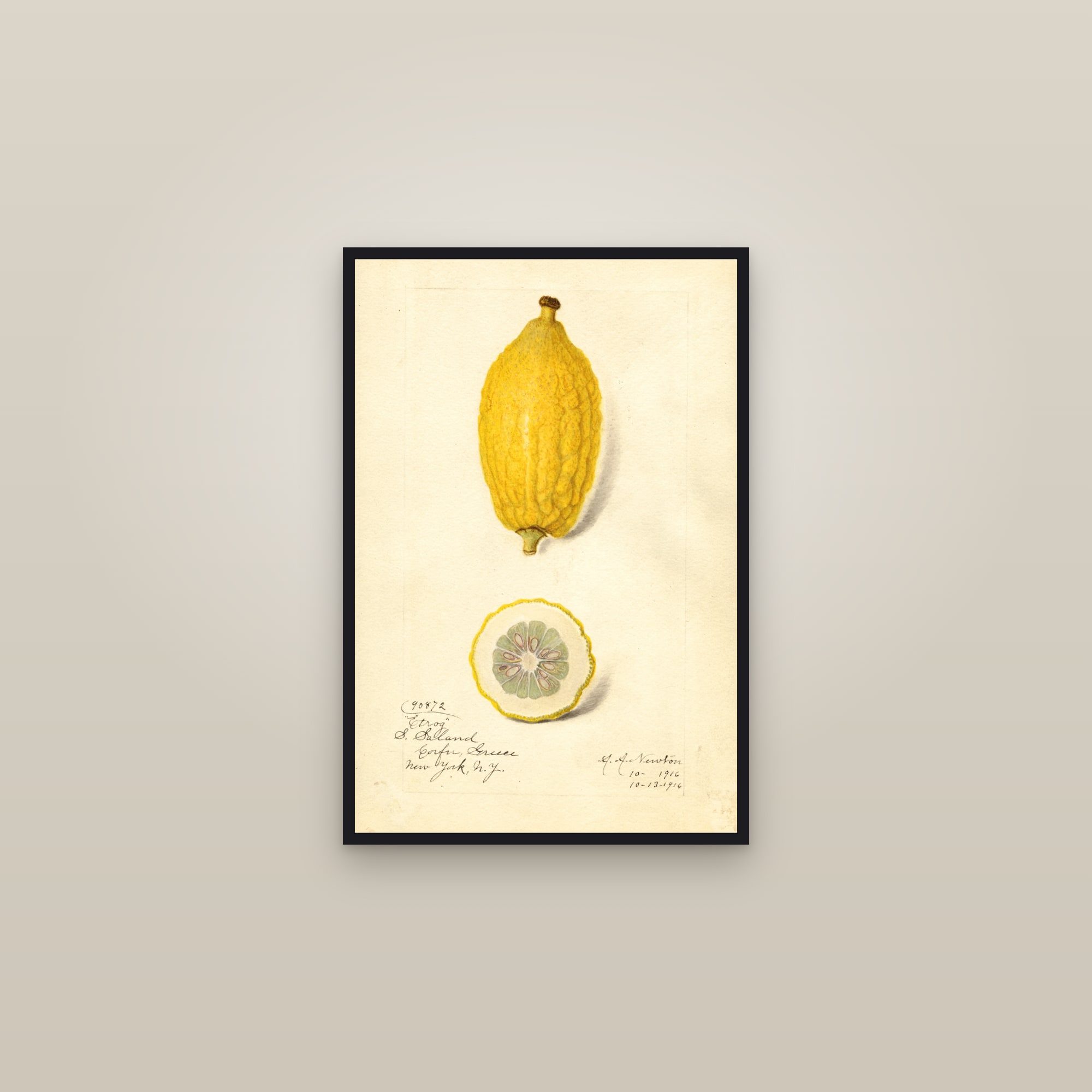 Etrog Lemon — framed in a gallery setting