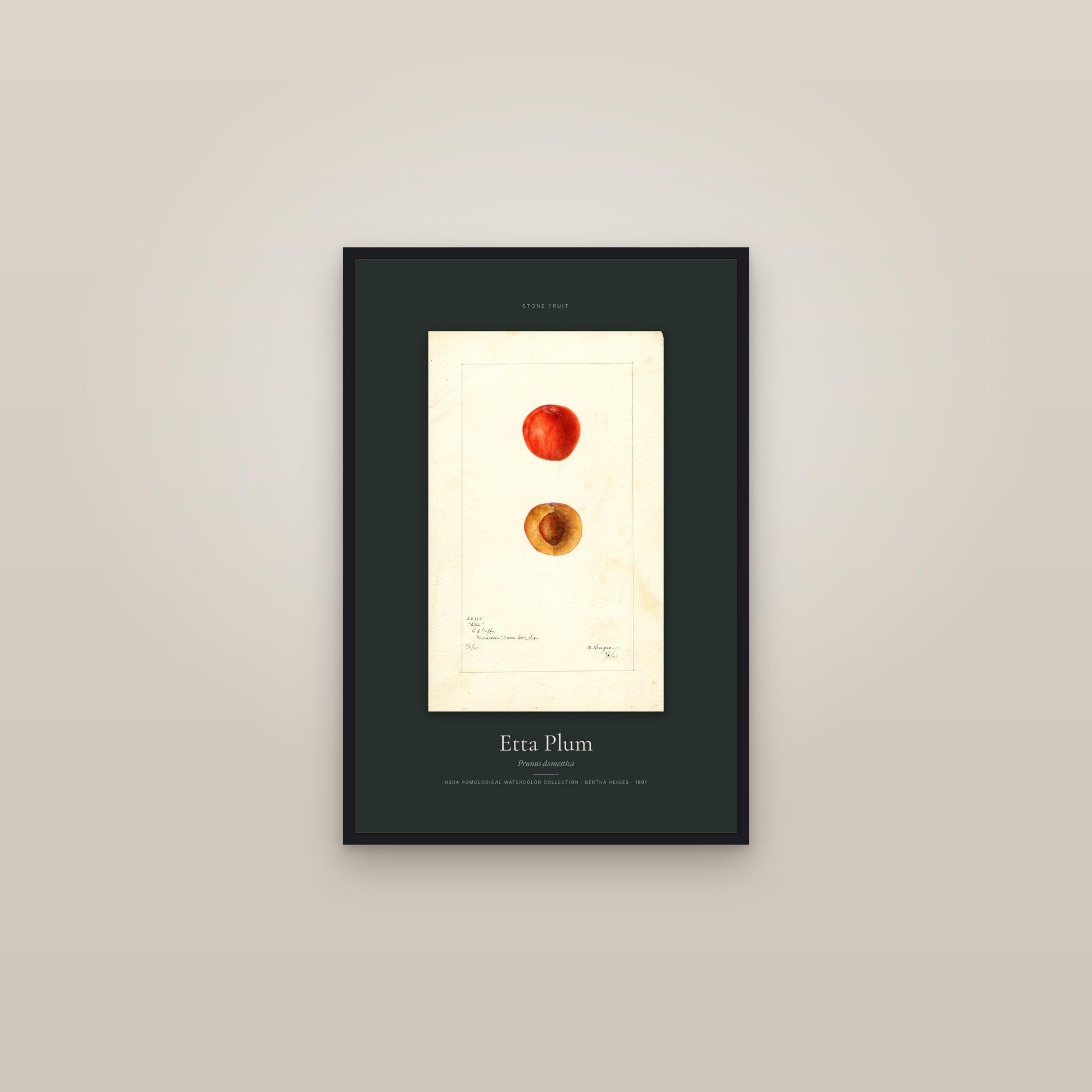 Etta Plum — Specimen — framed in a gallery setting
