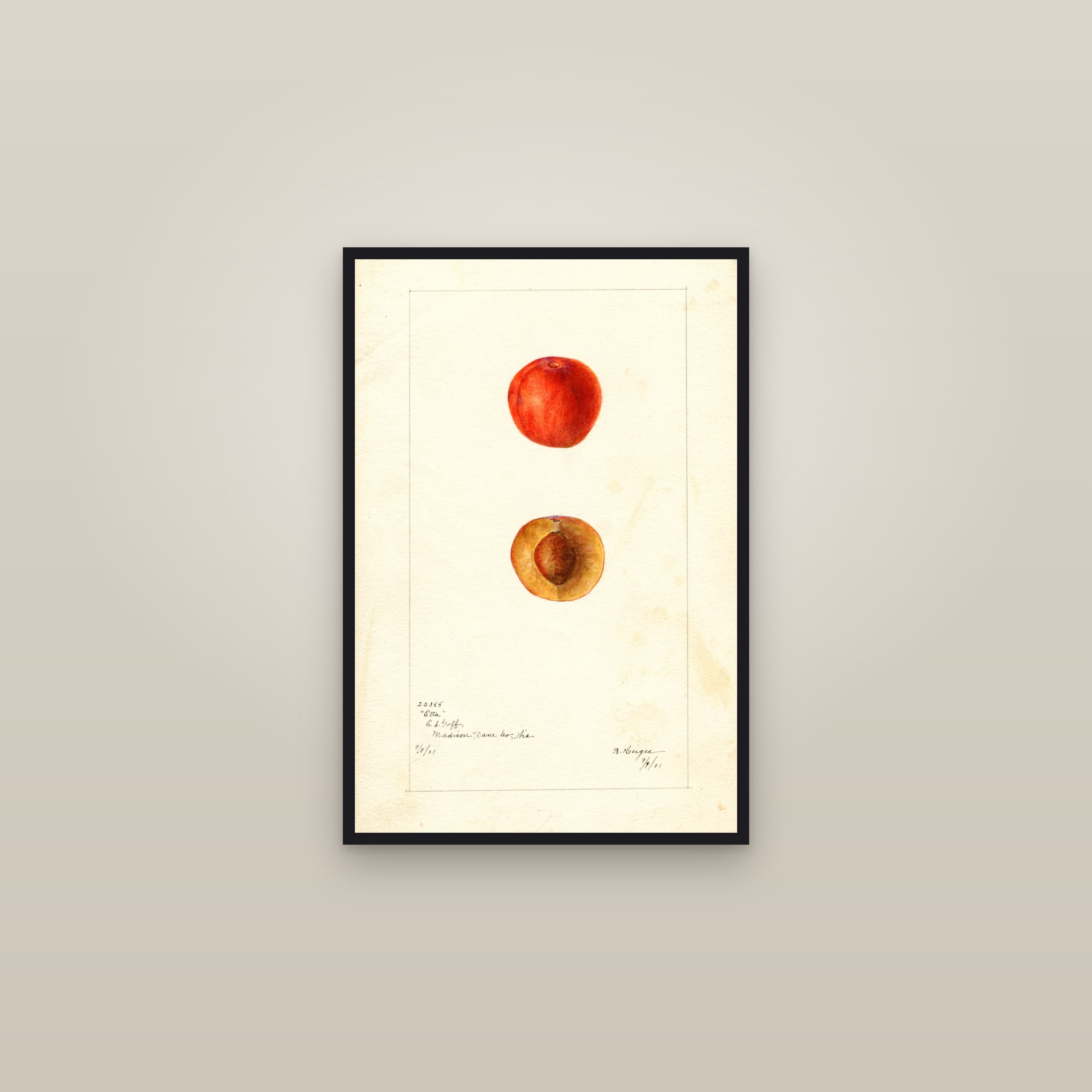 Etta Plum — framed in a gallery setting