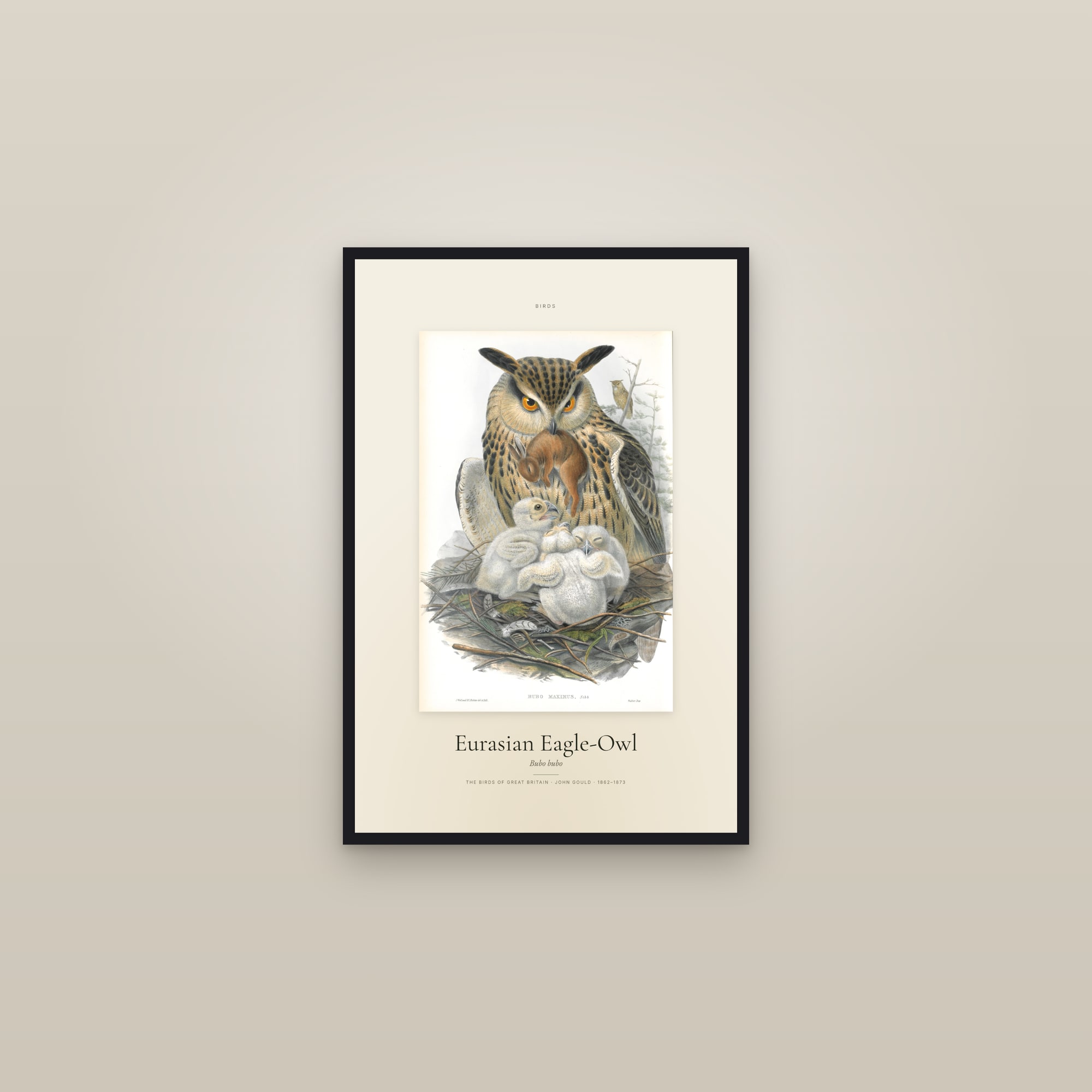 Eurasian Eagle-Owl — Specimen