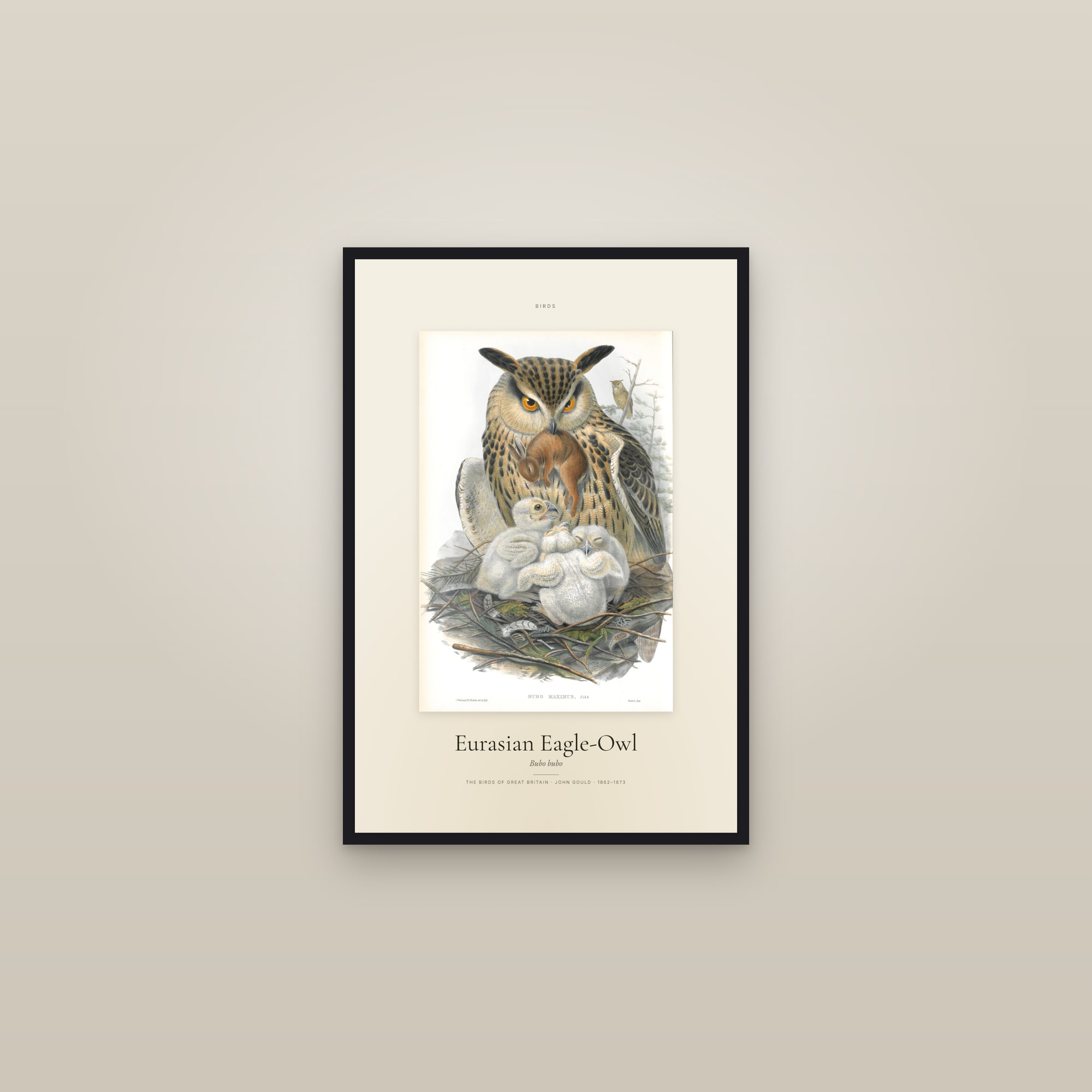 Eurasian Eagle-Owl — Specimen — framed in a gallery setting