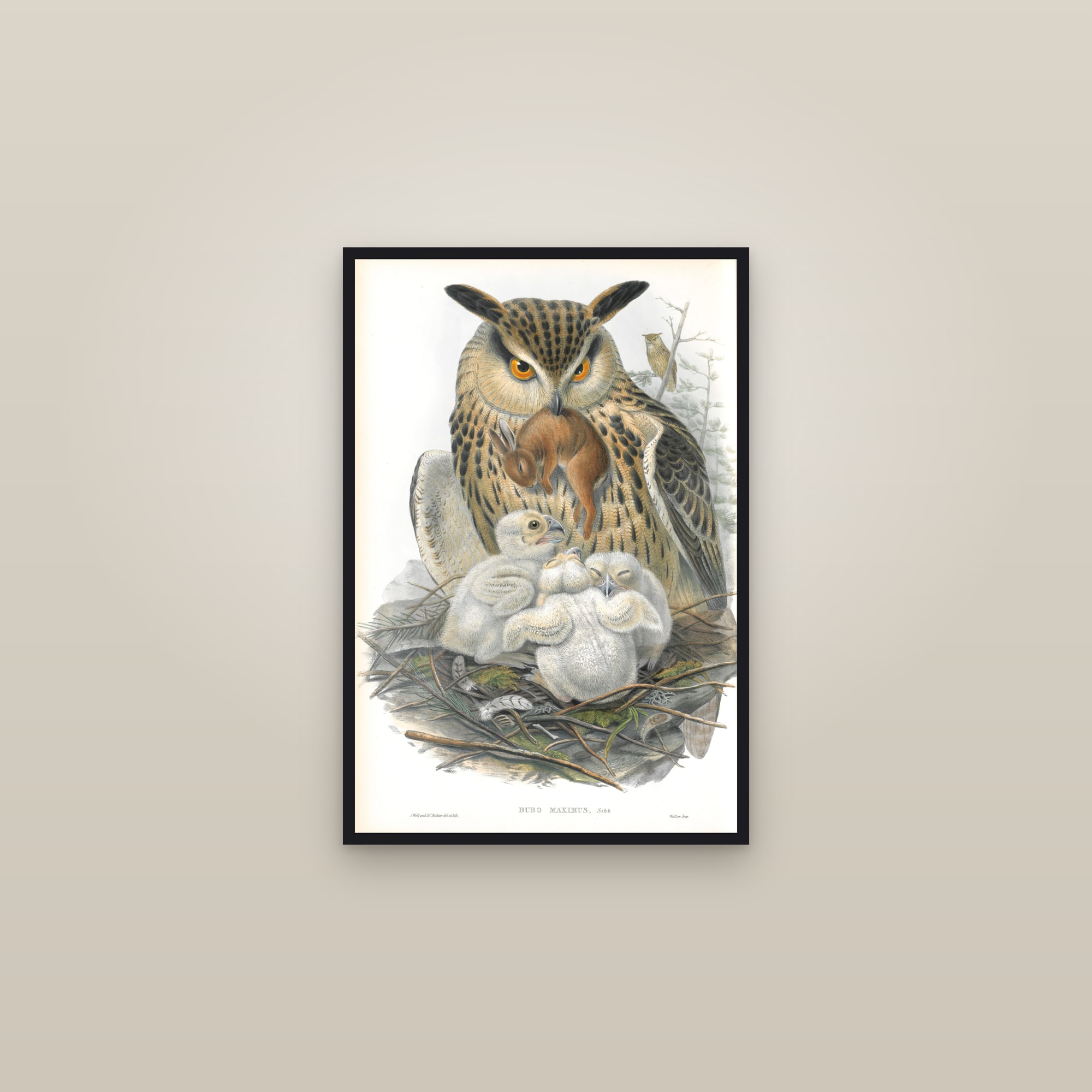 Eurasian Eagle-Owl