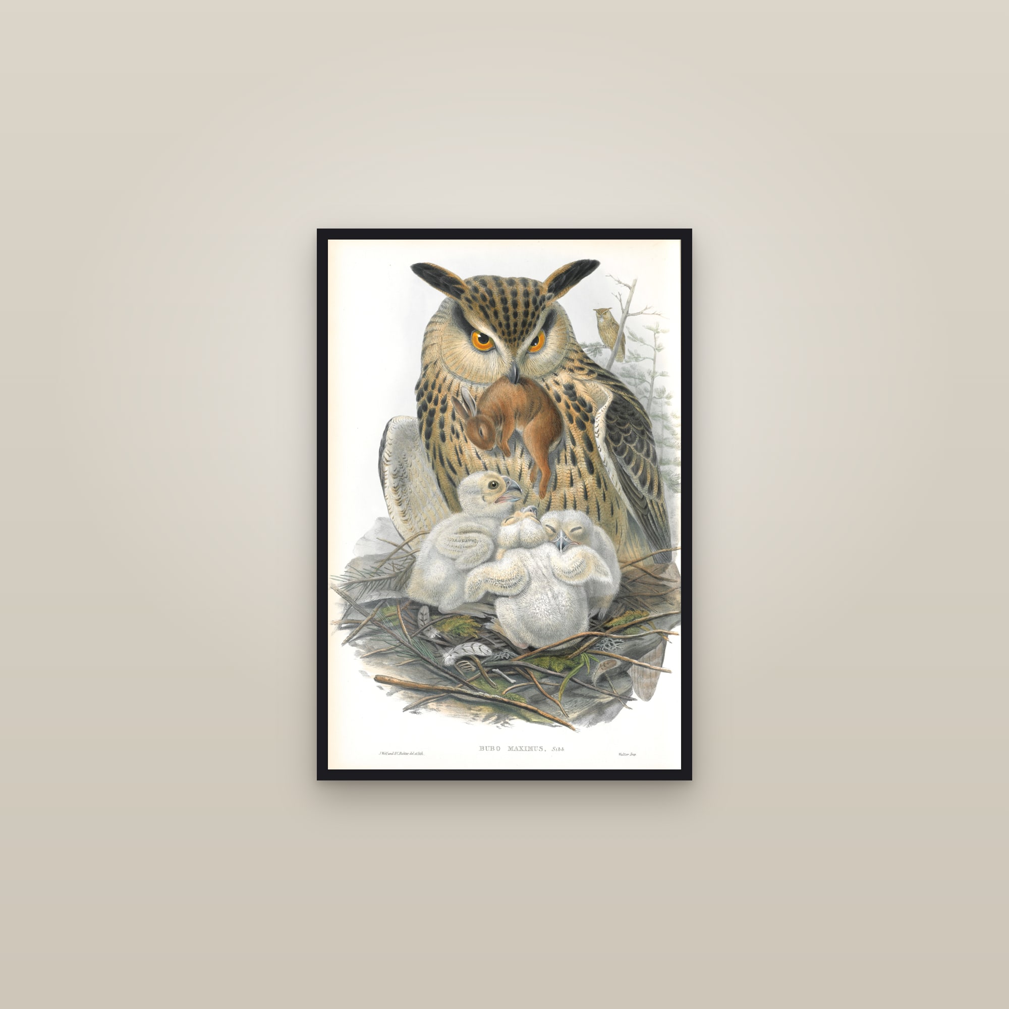 Eurasian Eagle-Owl — framed in a gallery setting