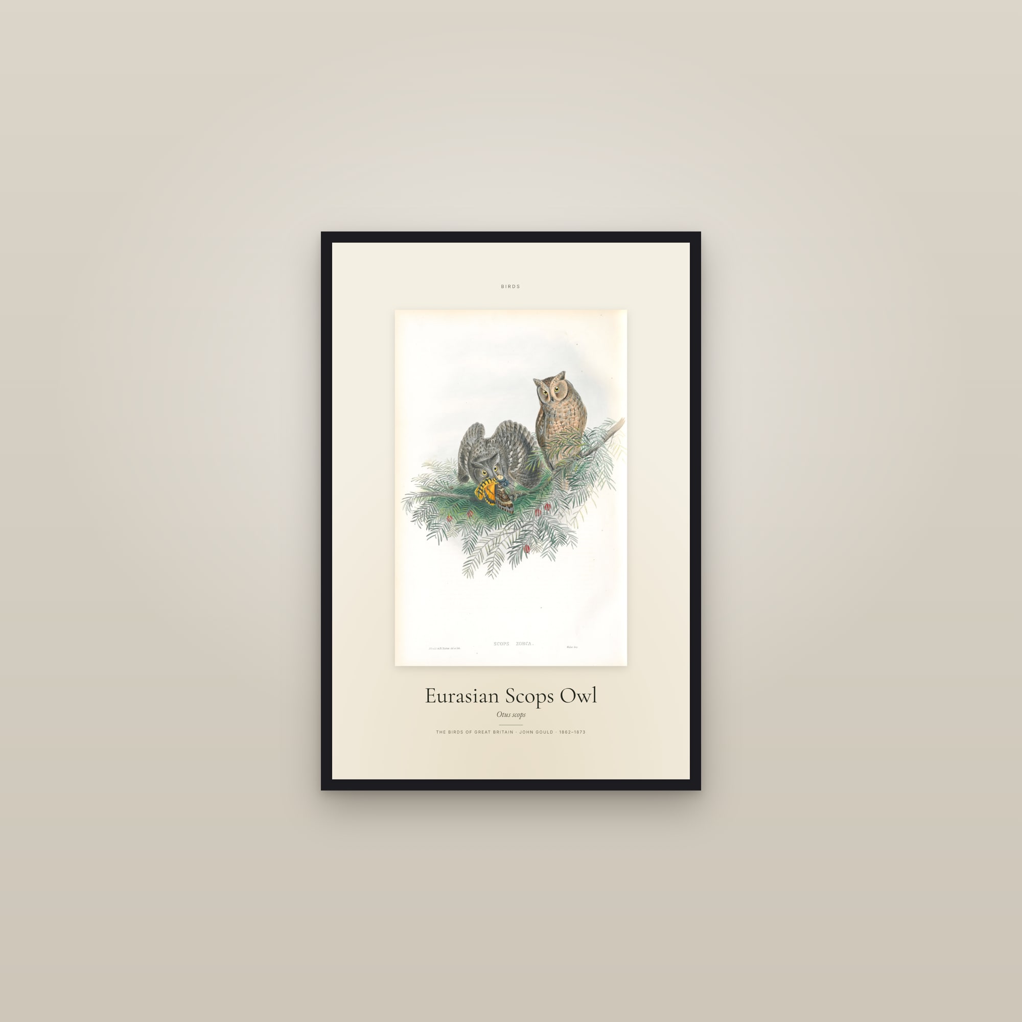 Eurasian Scops Owl — Specimen — framed in a gallery setting