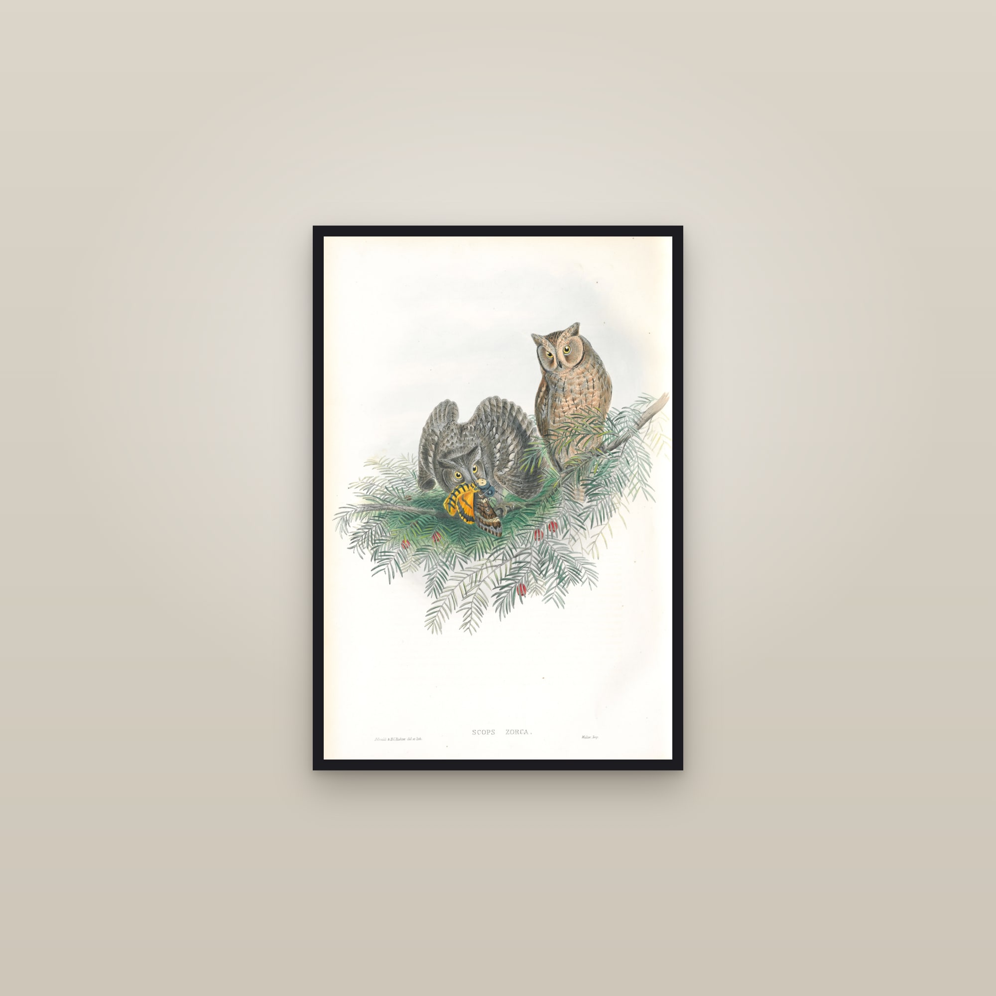 Eurasian Scops Owl — framed in a gallery setting
