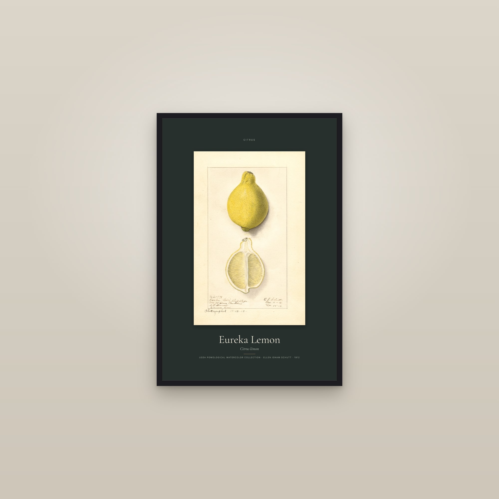 Eureka Lemon — Specimen — framed in a gallery setting