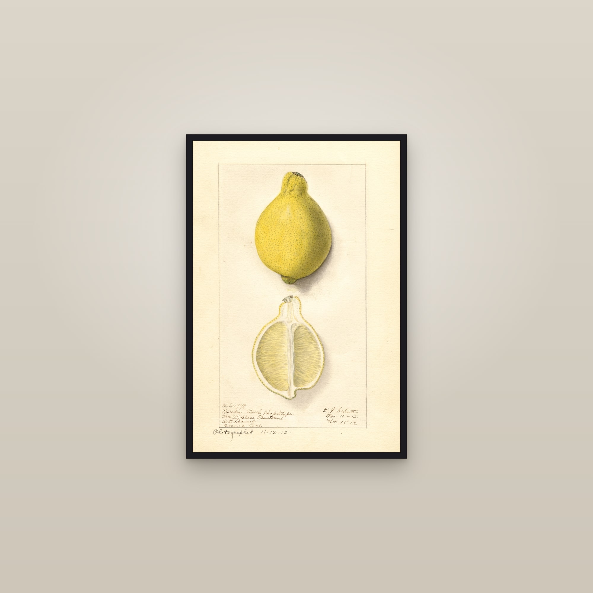 Eureka Lemon — framed in a gallery setting