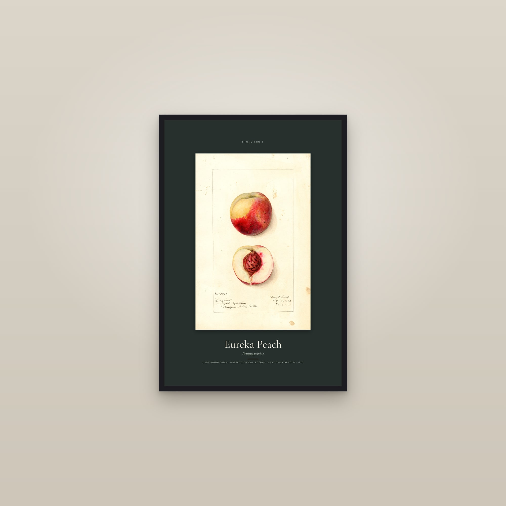 Eureka Peach — Specimen — framed in a gallery setting