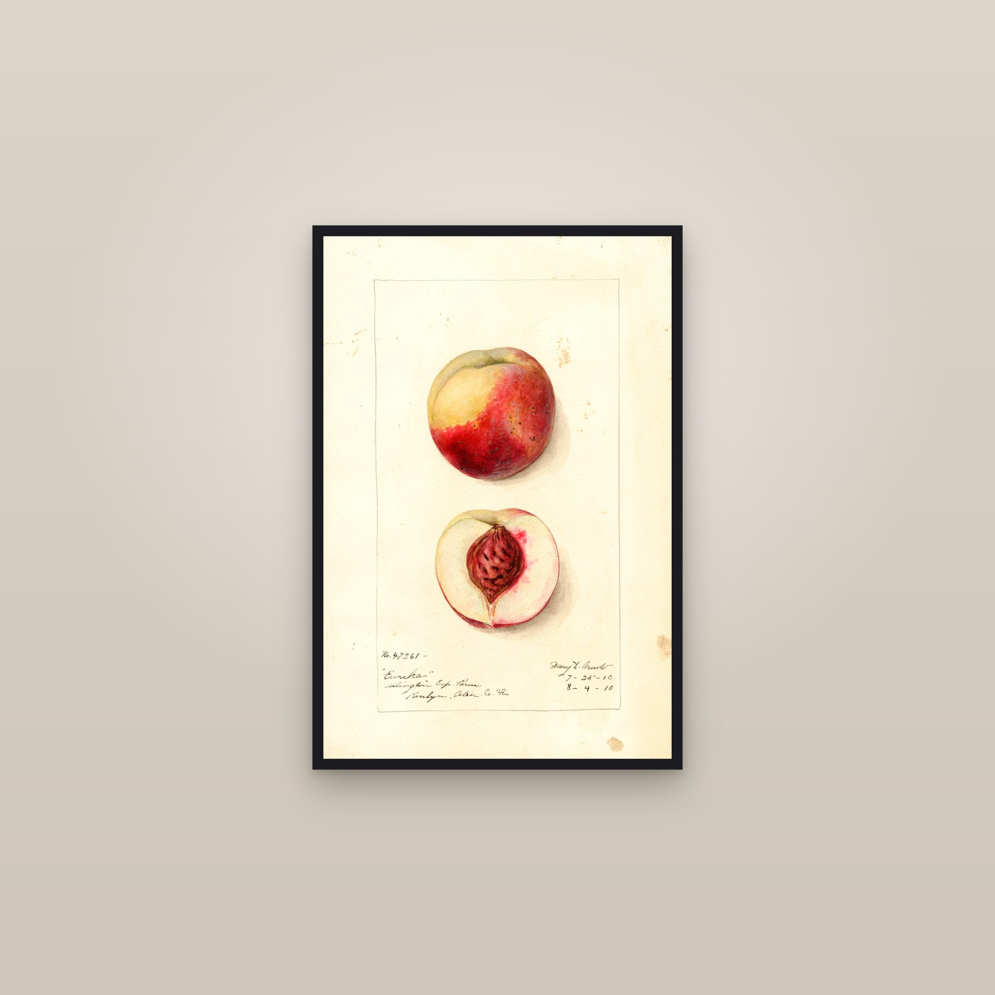 Eureka Peach — framed in a gallery setting