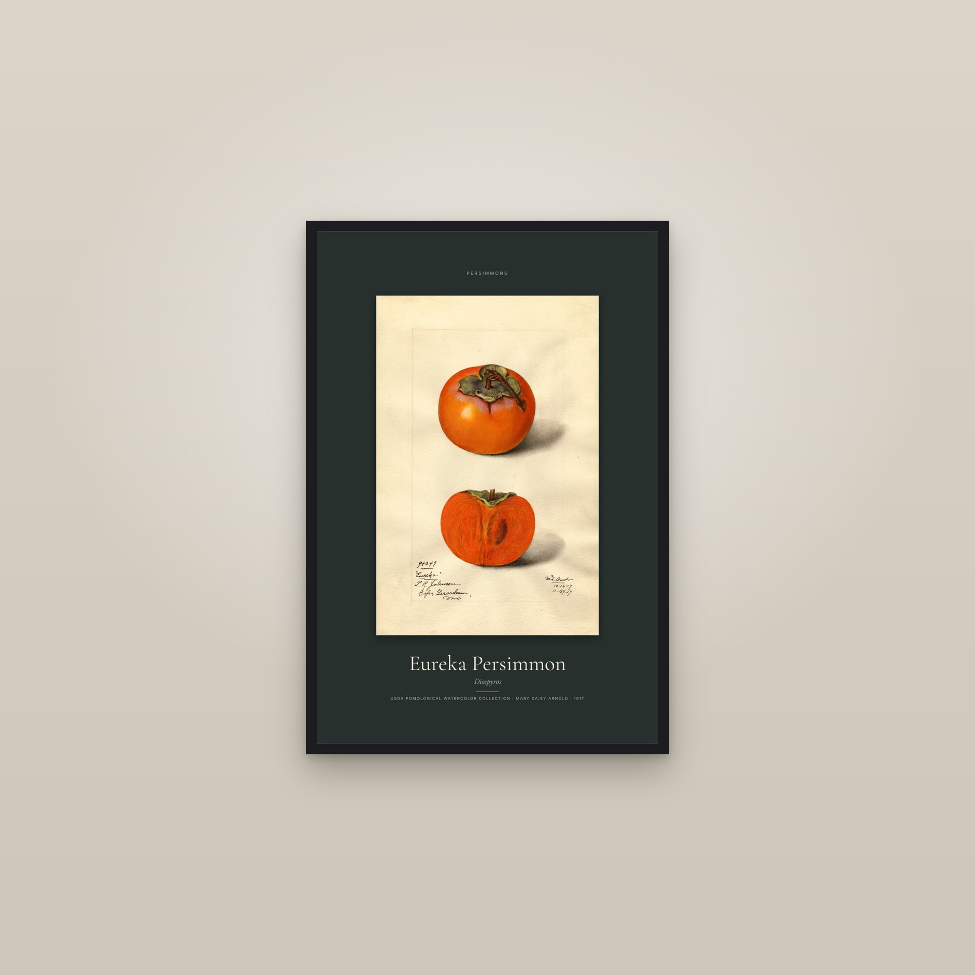 Eureka Persimmon — Specimen — framed in a gallery setting