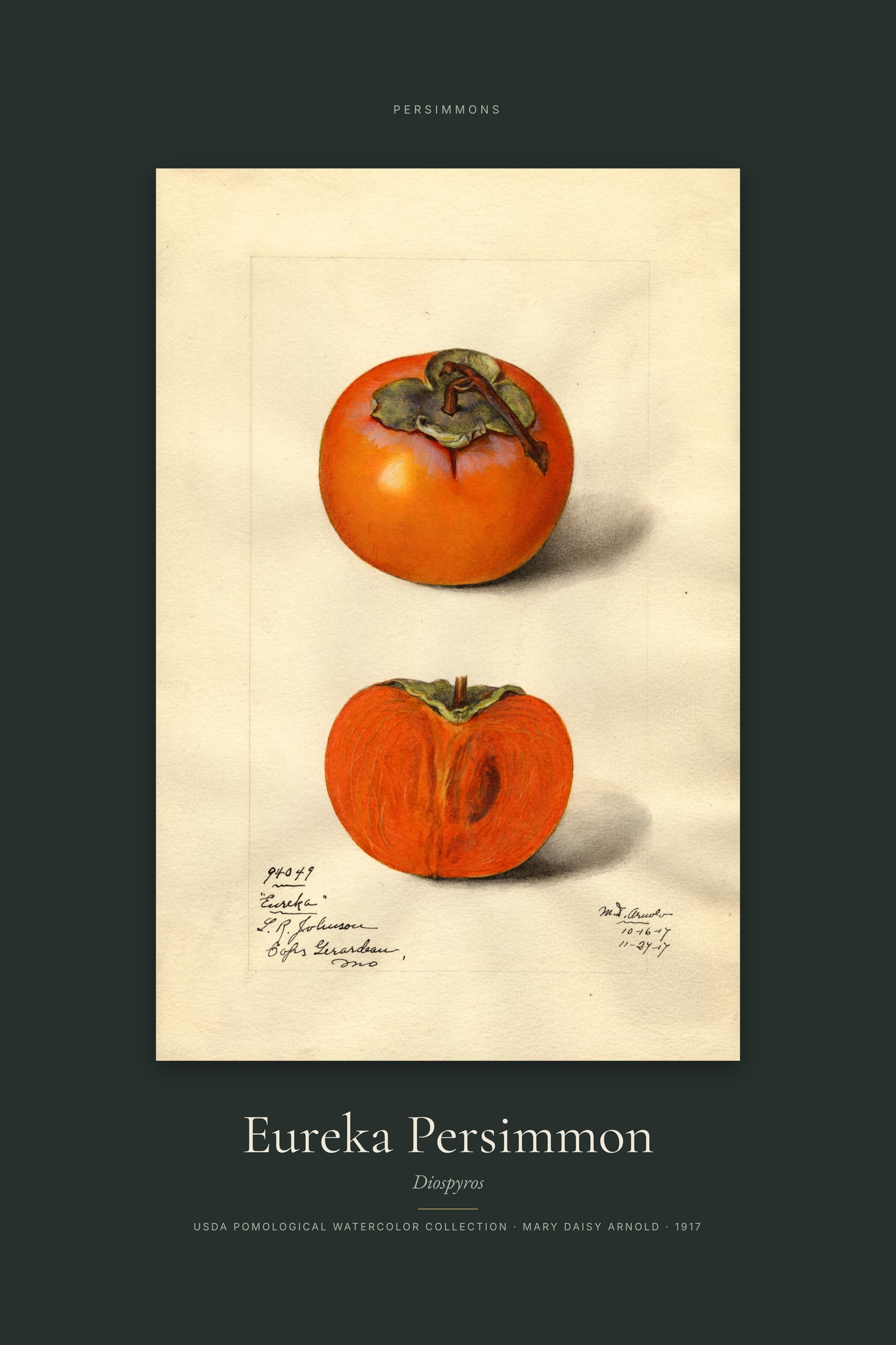 Eureka Persimmon — Specimen