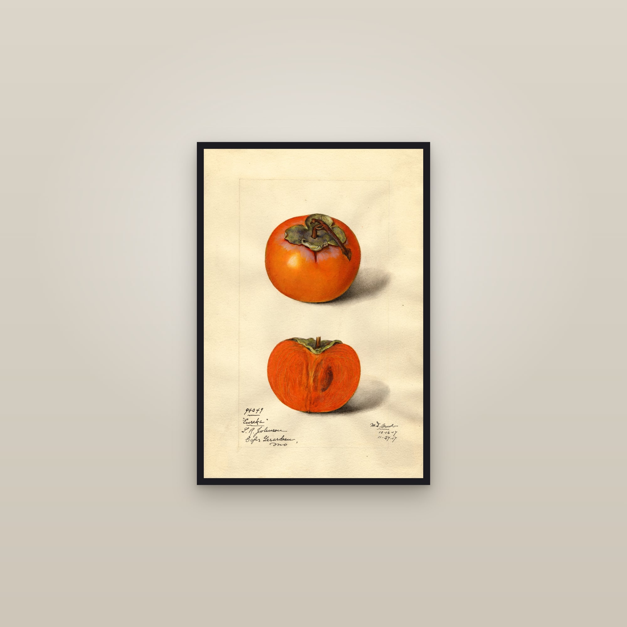 Eureka Persimmon — framed in a gallery setting