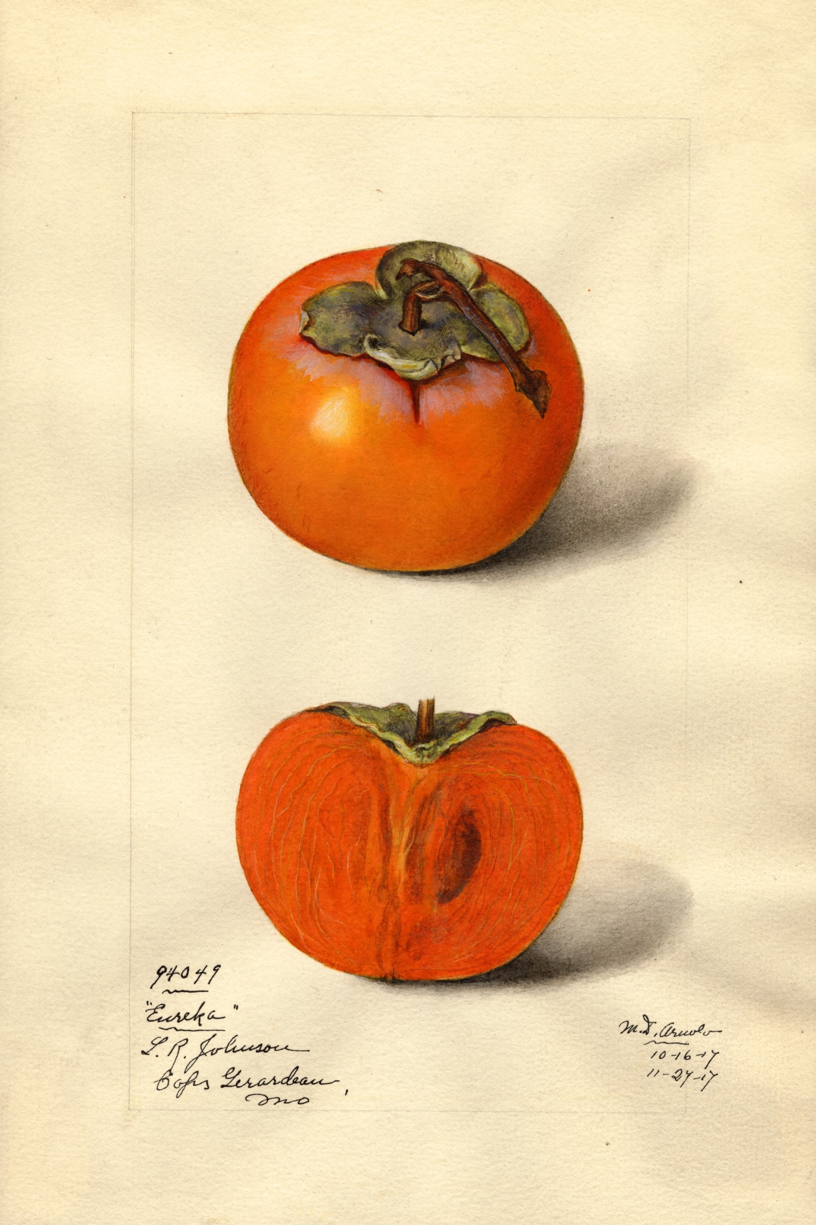 Eureka Persimmon