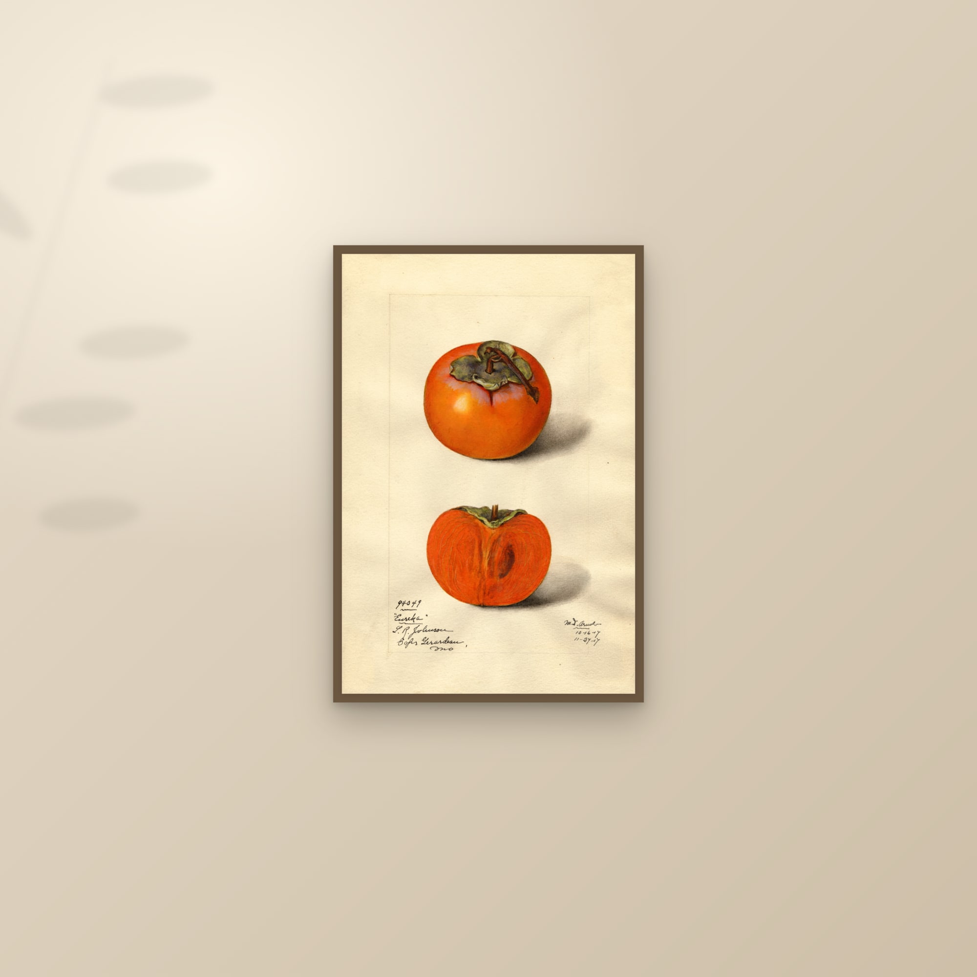 Eureka Persimmon — framed and styled on a sunlit wall