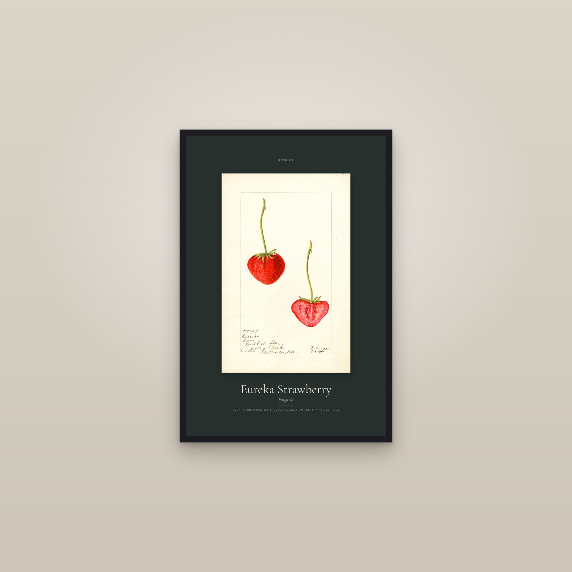 Eureka Strawberry — Specimen — framed in a gallery setting