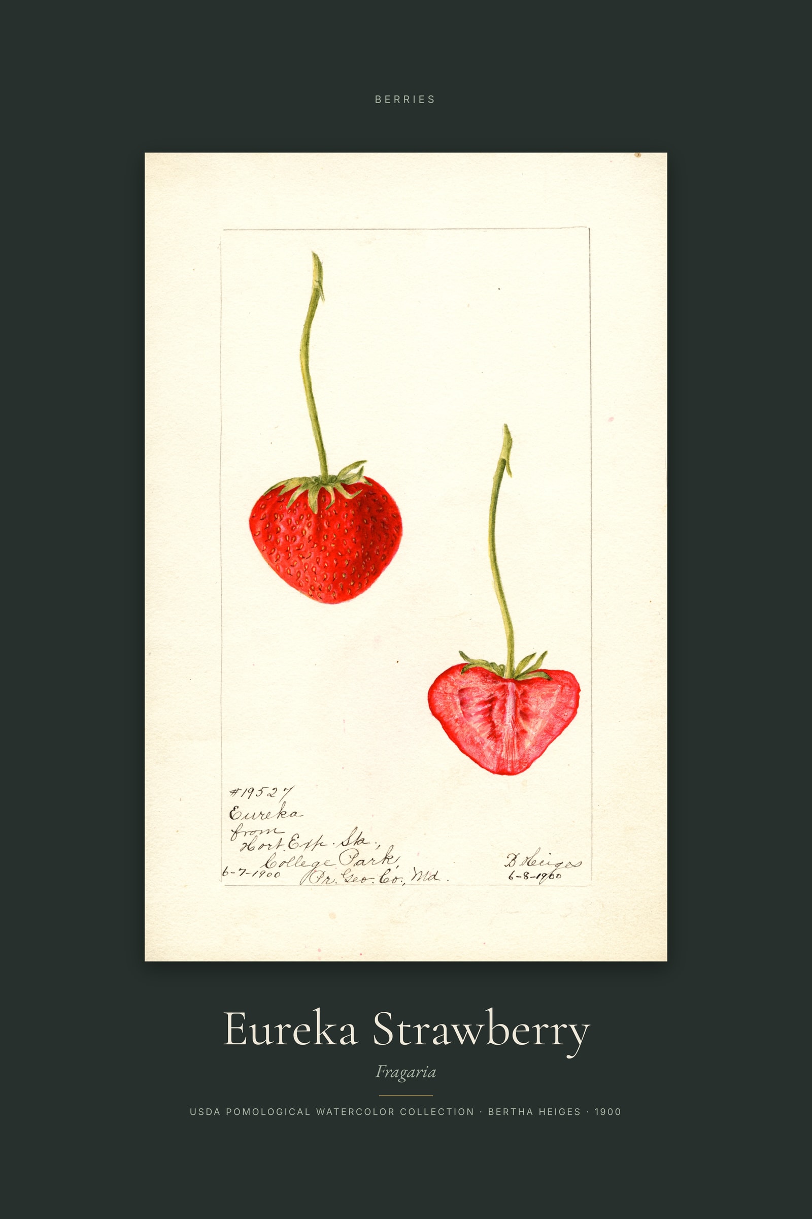 Eureka Strawberry — Specimen