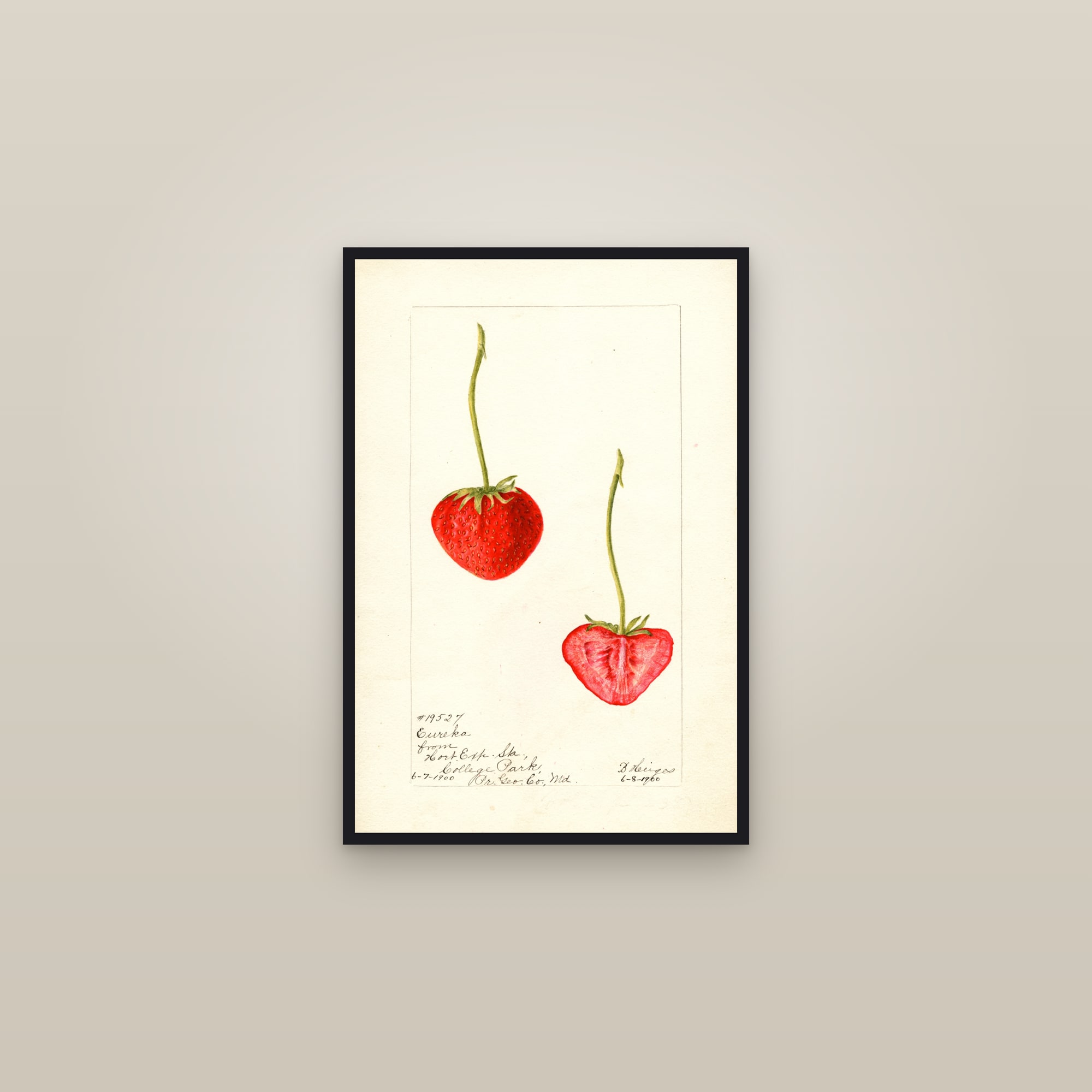 Eureka Strawberry — framed in a gallery setting