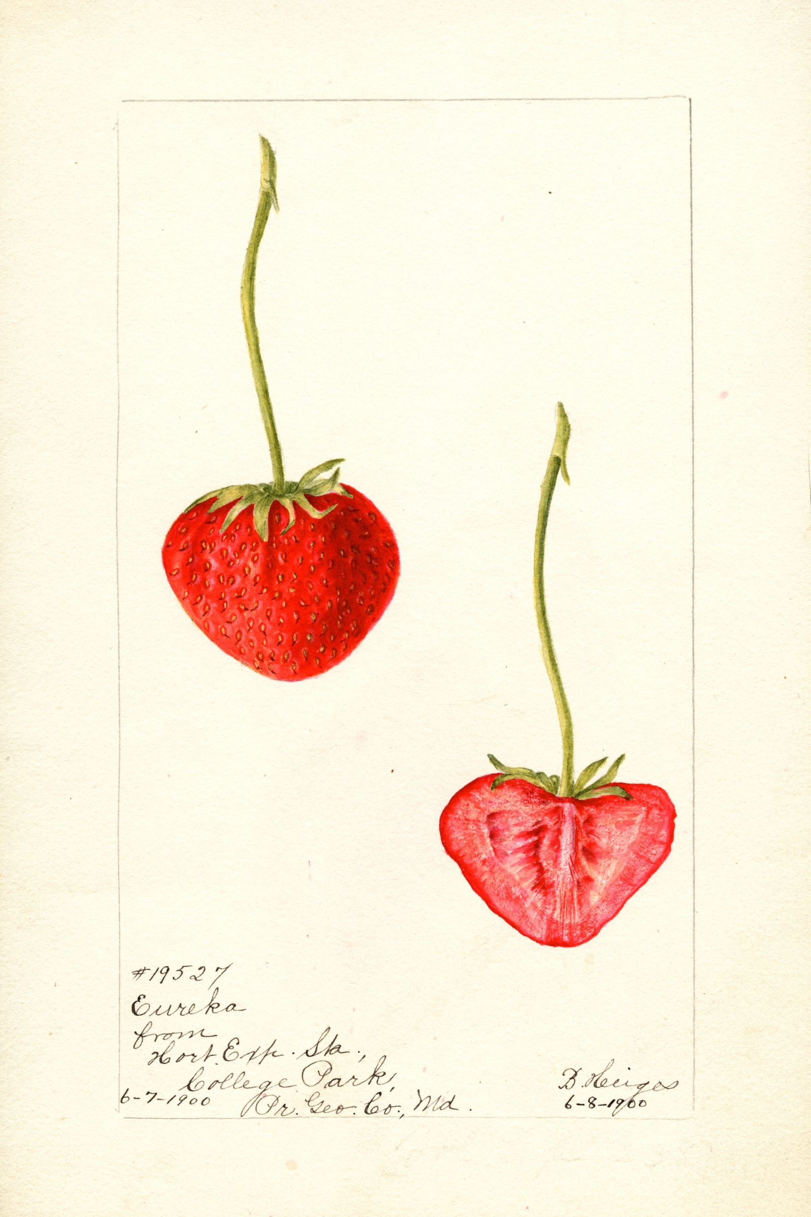 Eureka Strawberry