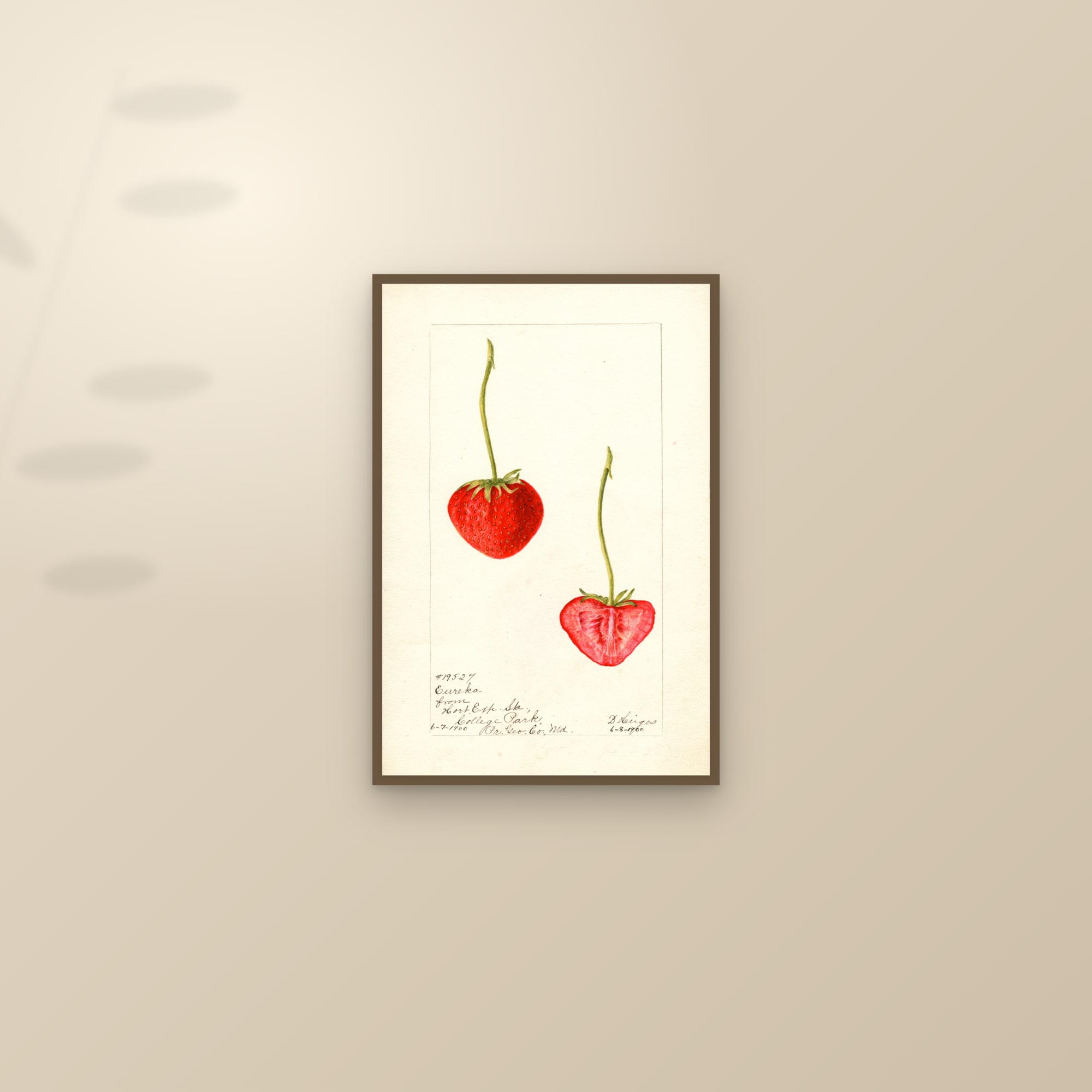 Eureka Strawberry — framed and styled on a sunlit wall