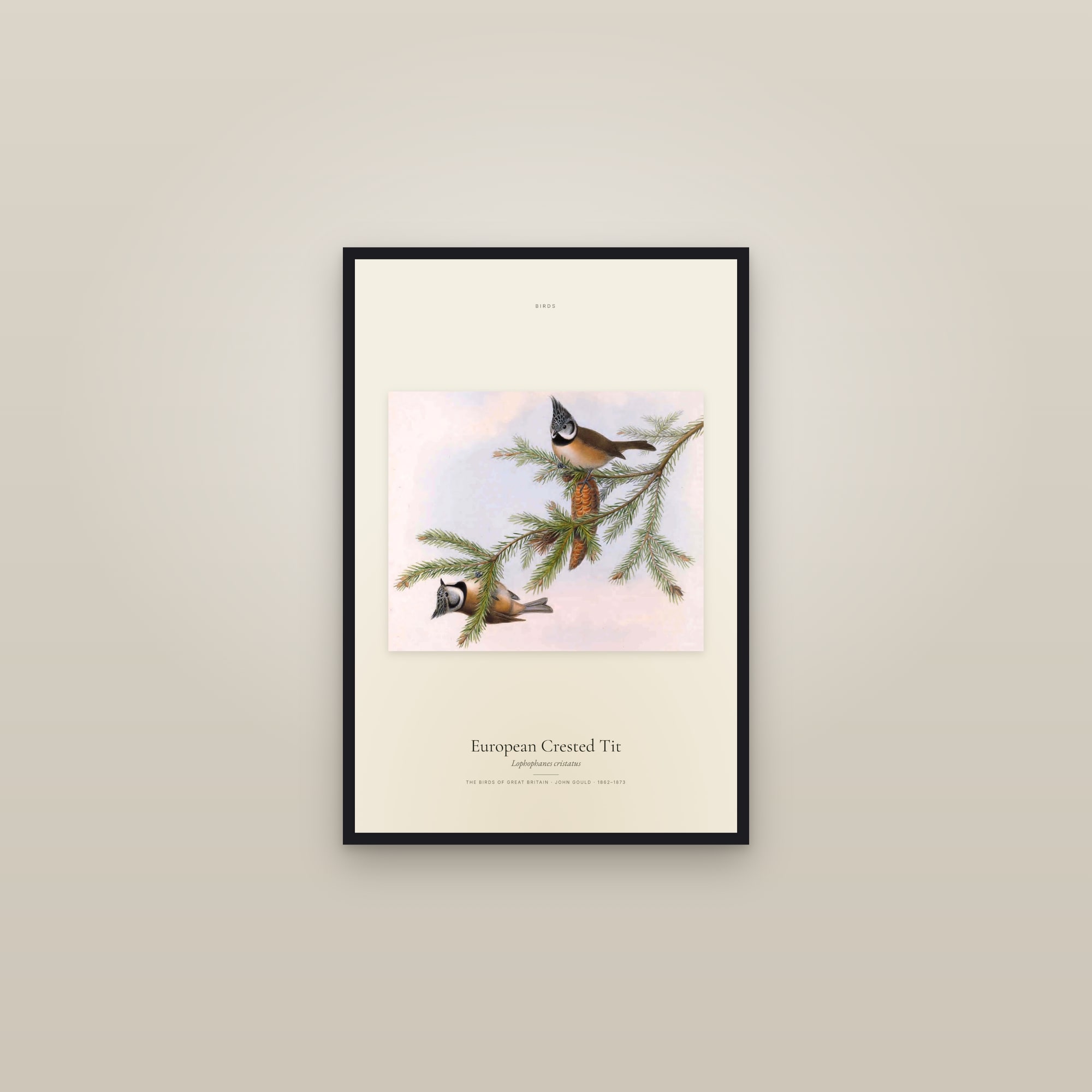 European Crested Tit — framed in a gallery setting