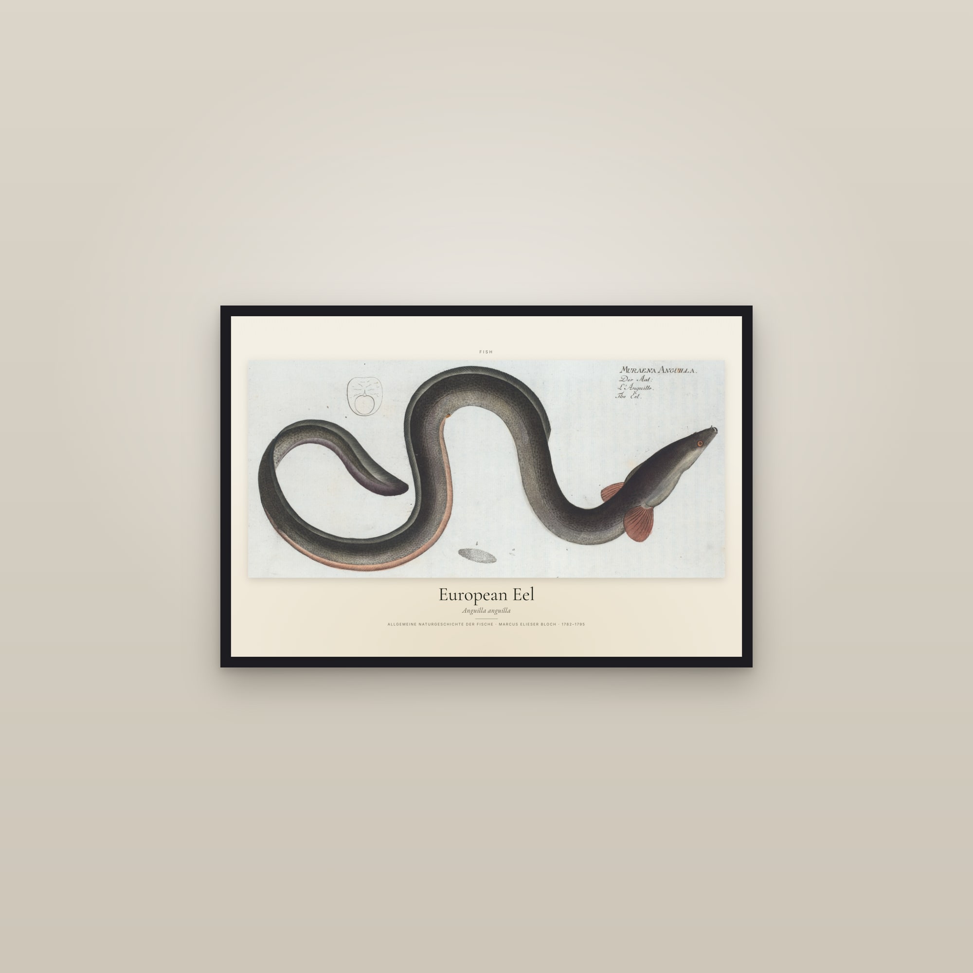 European Eel — framed in a gallery setting