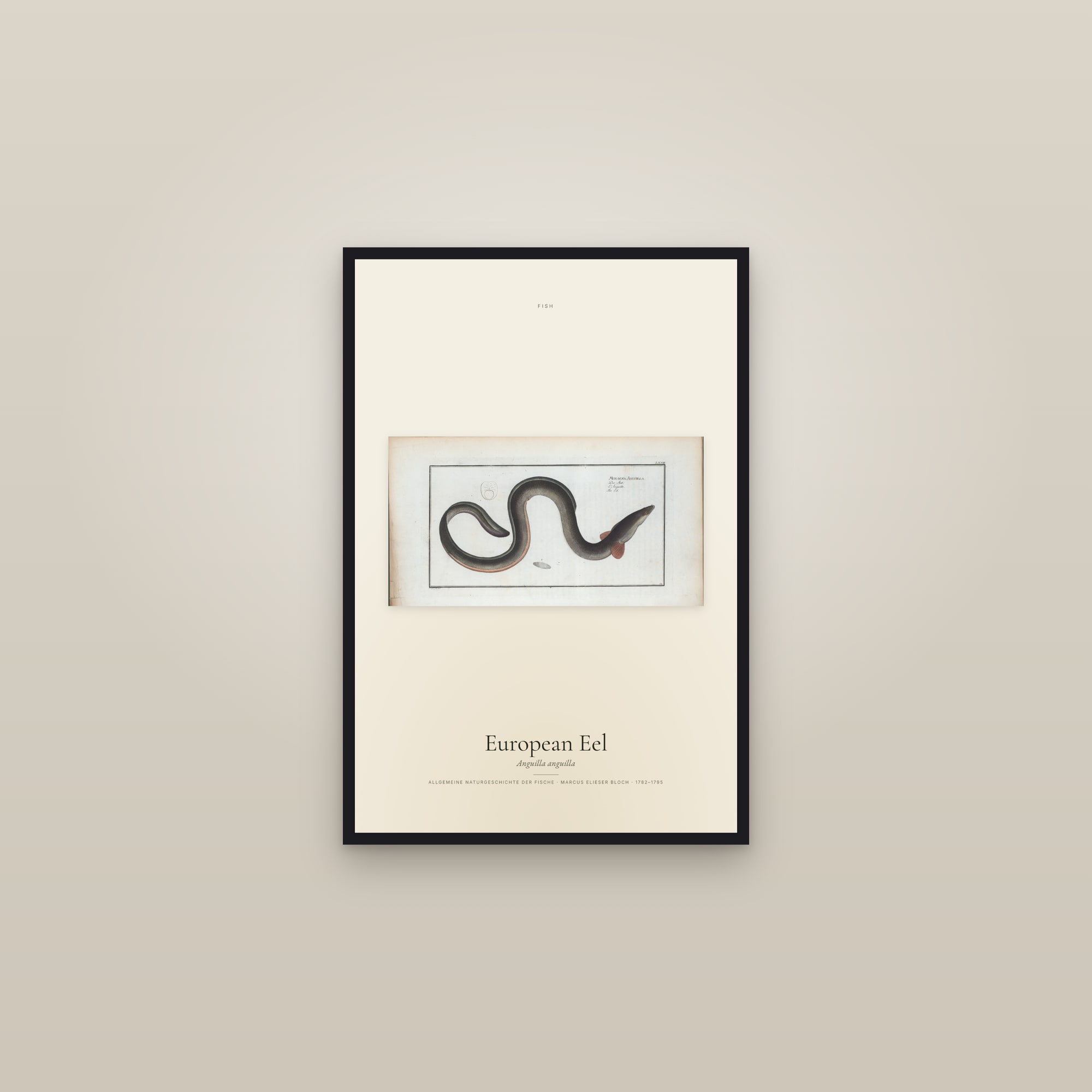 European Eel