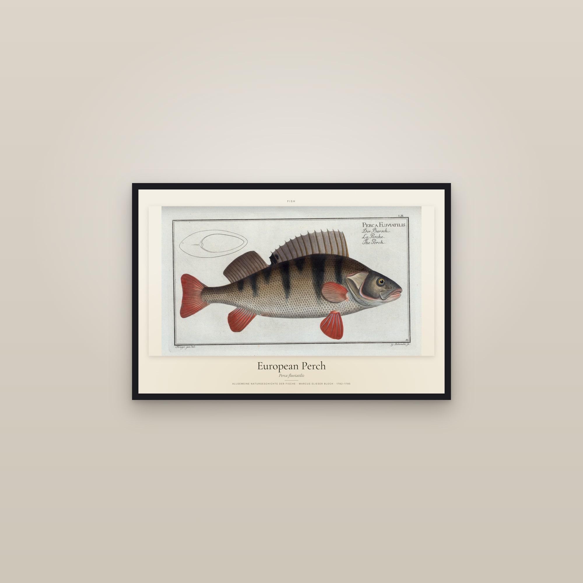 European Perch — framed in a gallery setting