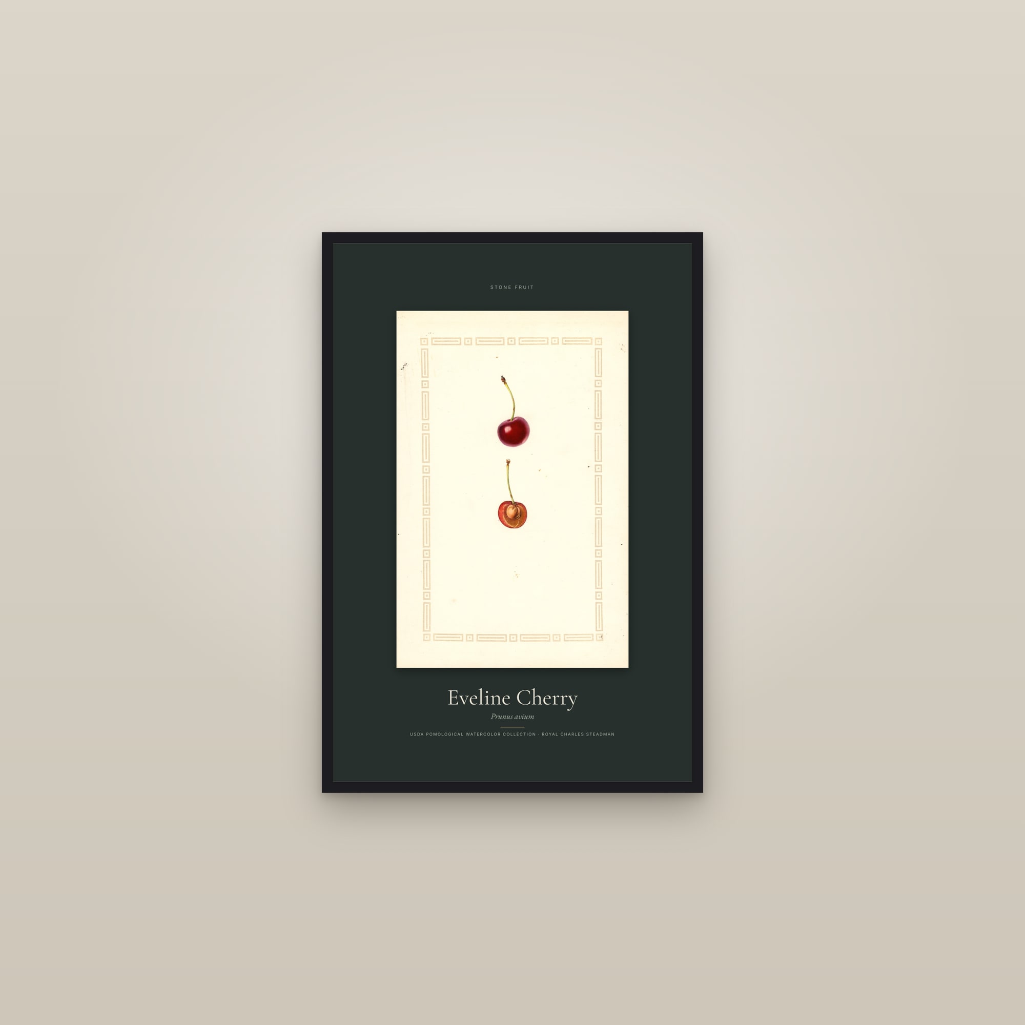 Eveline Cherry — Specimen — framed in a gallery setting