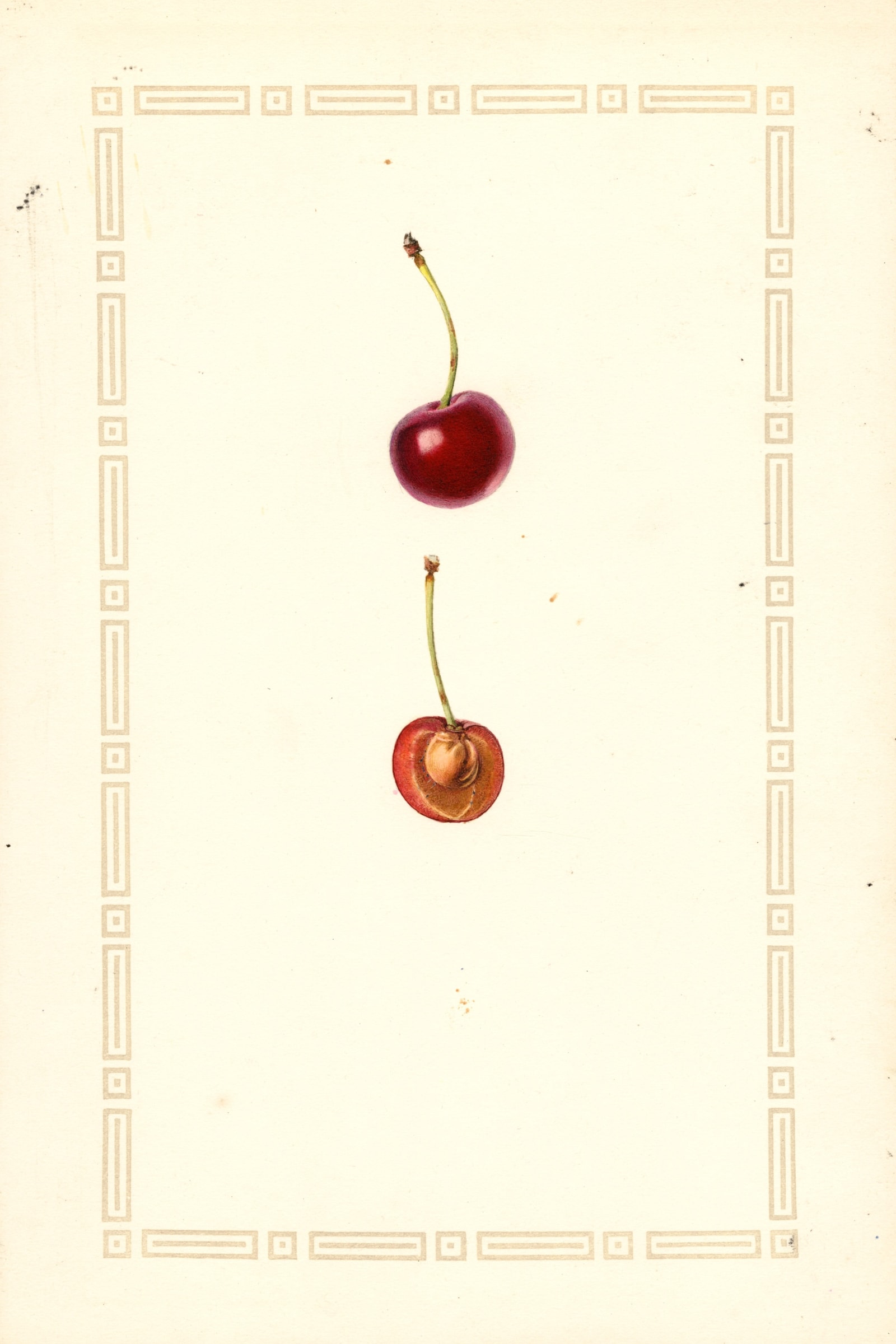 Eveline Cherry