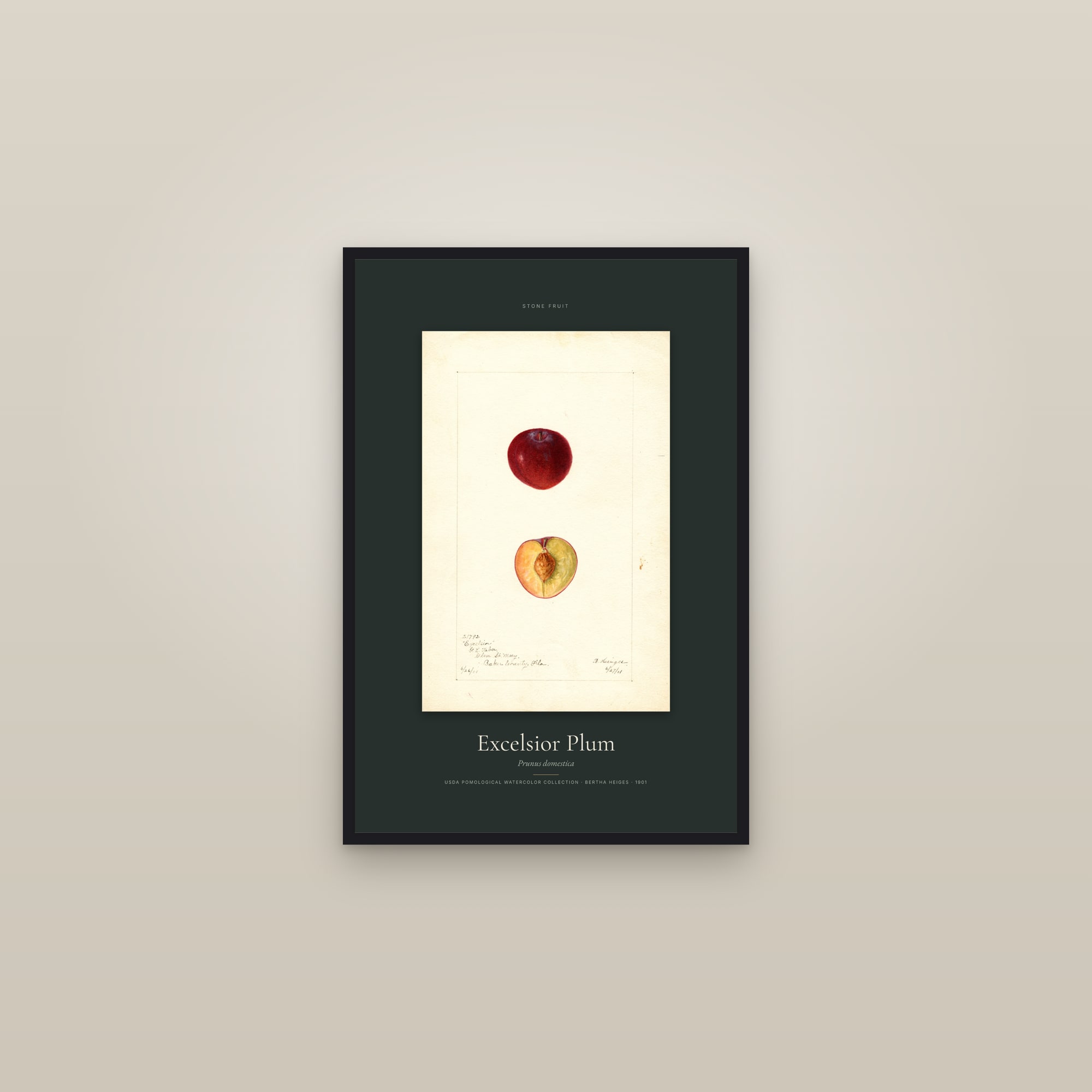 Excelsior Plum — Specimen — framed in a gallery setting