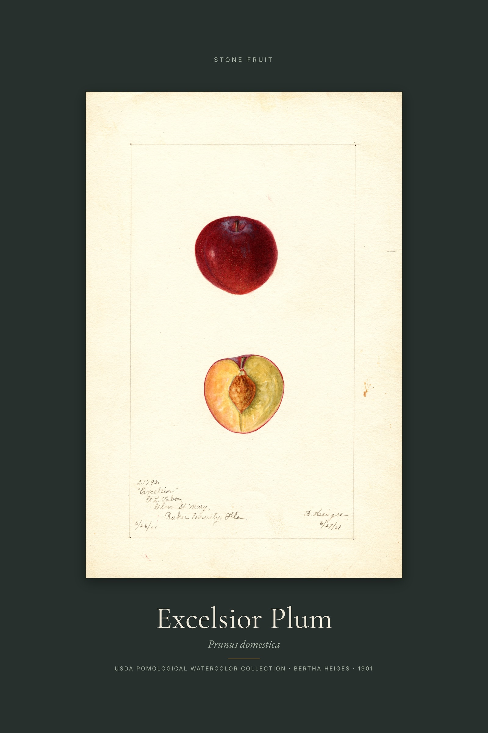 Excelsior Plum — Specimen