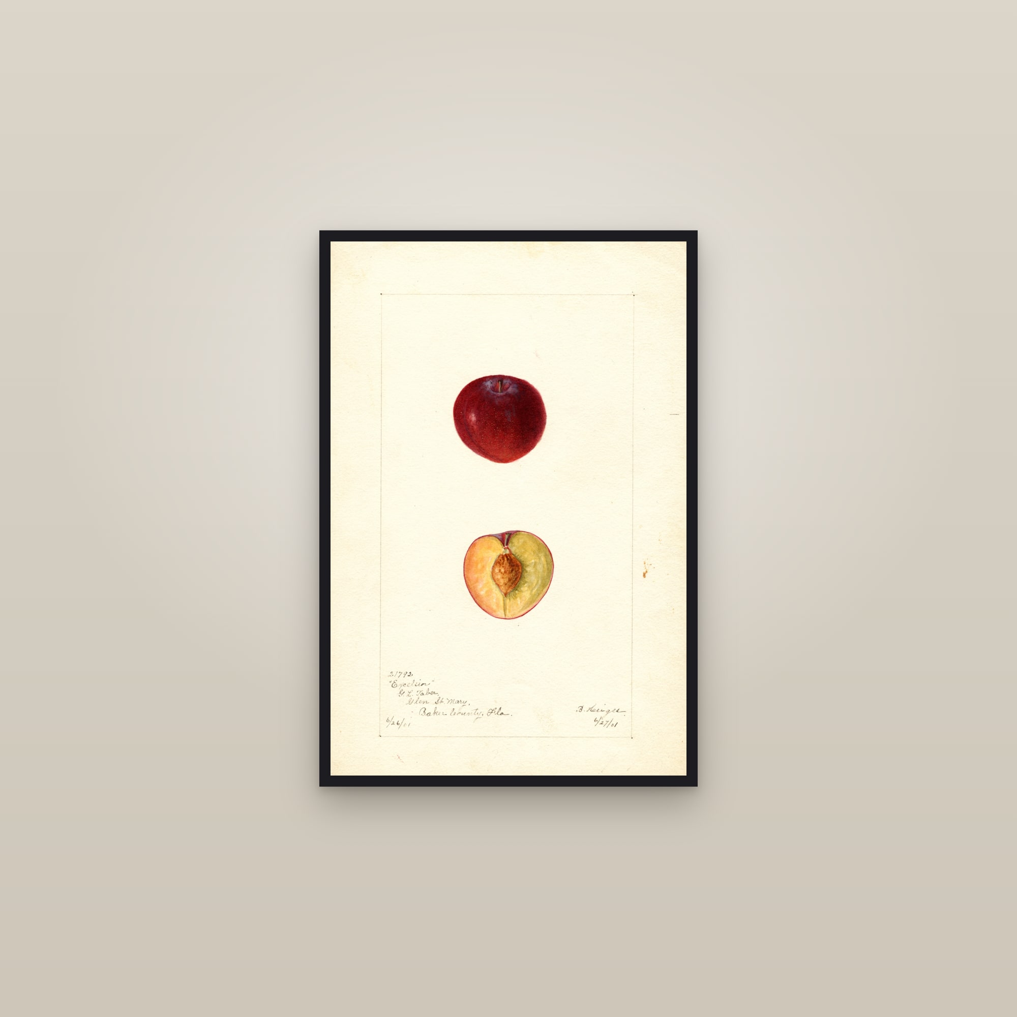 Excelsior Plum — framed in a gallery setting