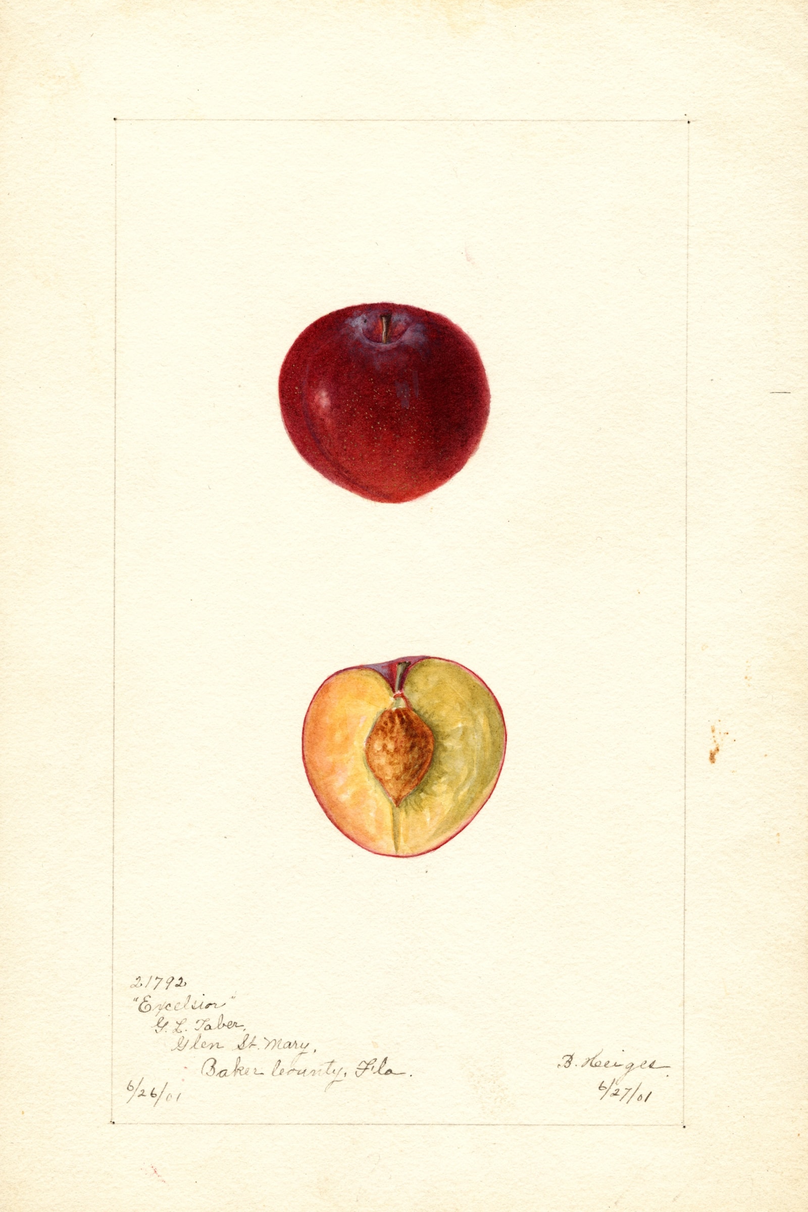 Excelsior Plum