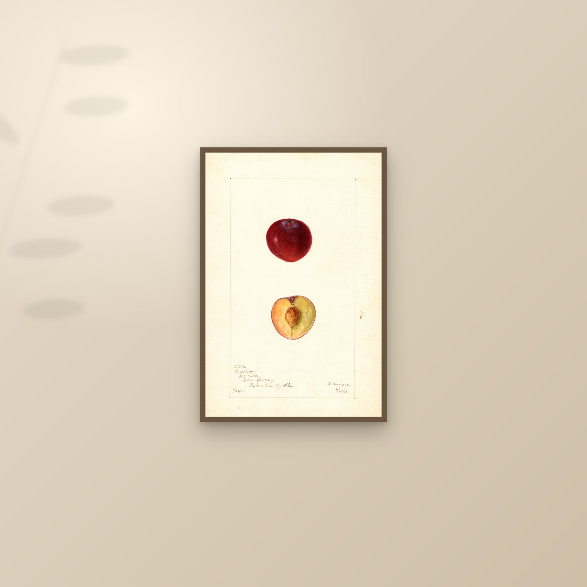 Excelsior Plum — framed and styled on a sunlit wall