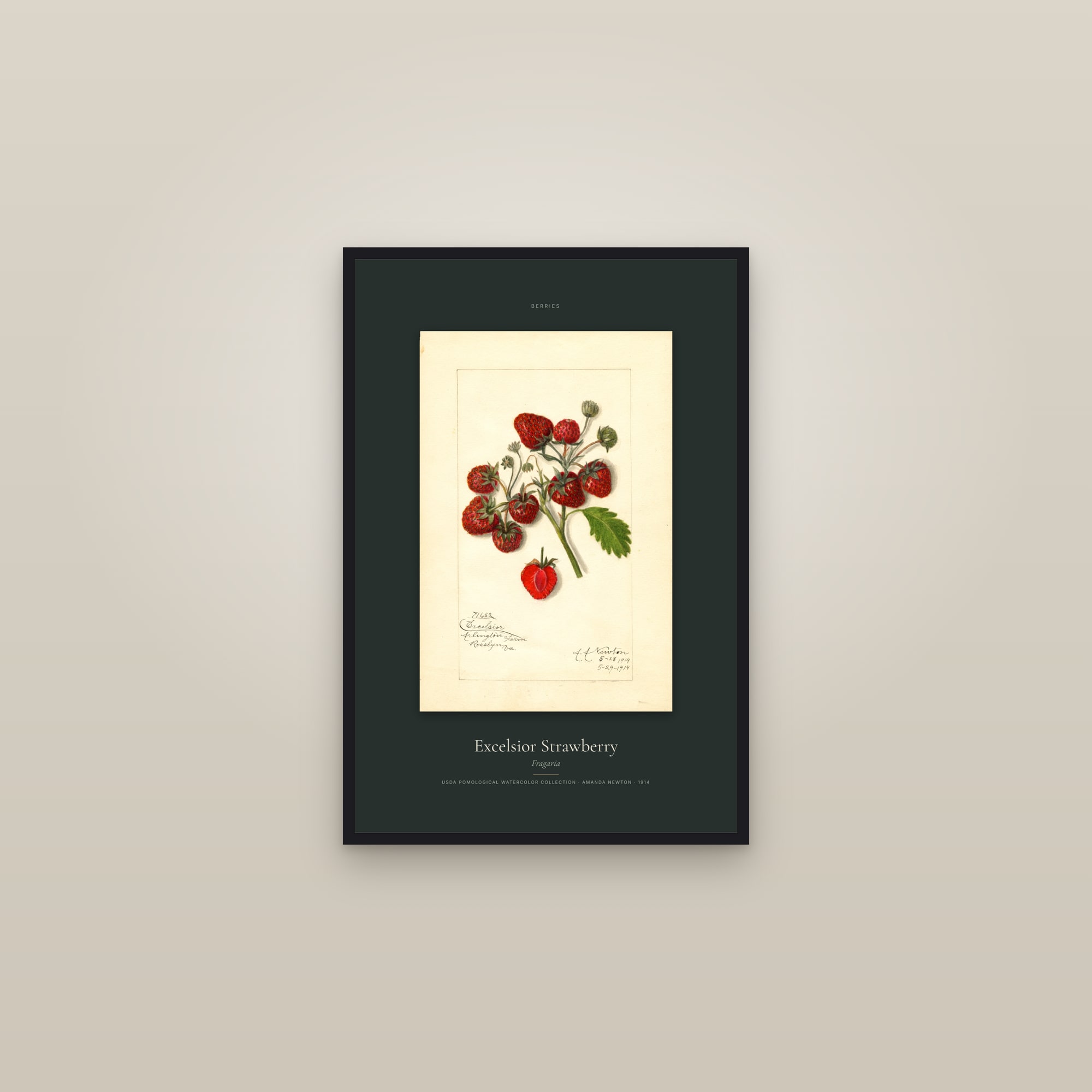 Excelsior Strawberry — Specimen — framed in a gallery setting