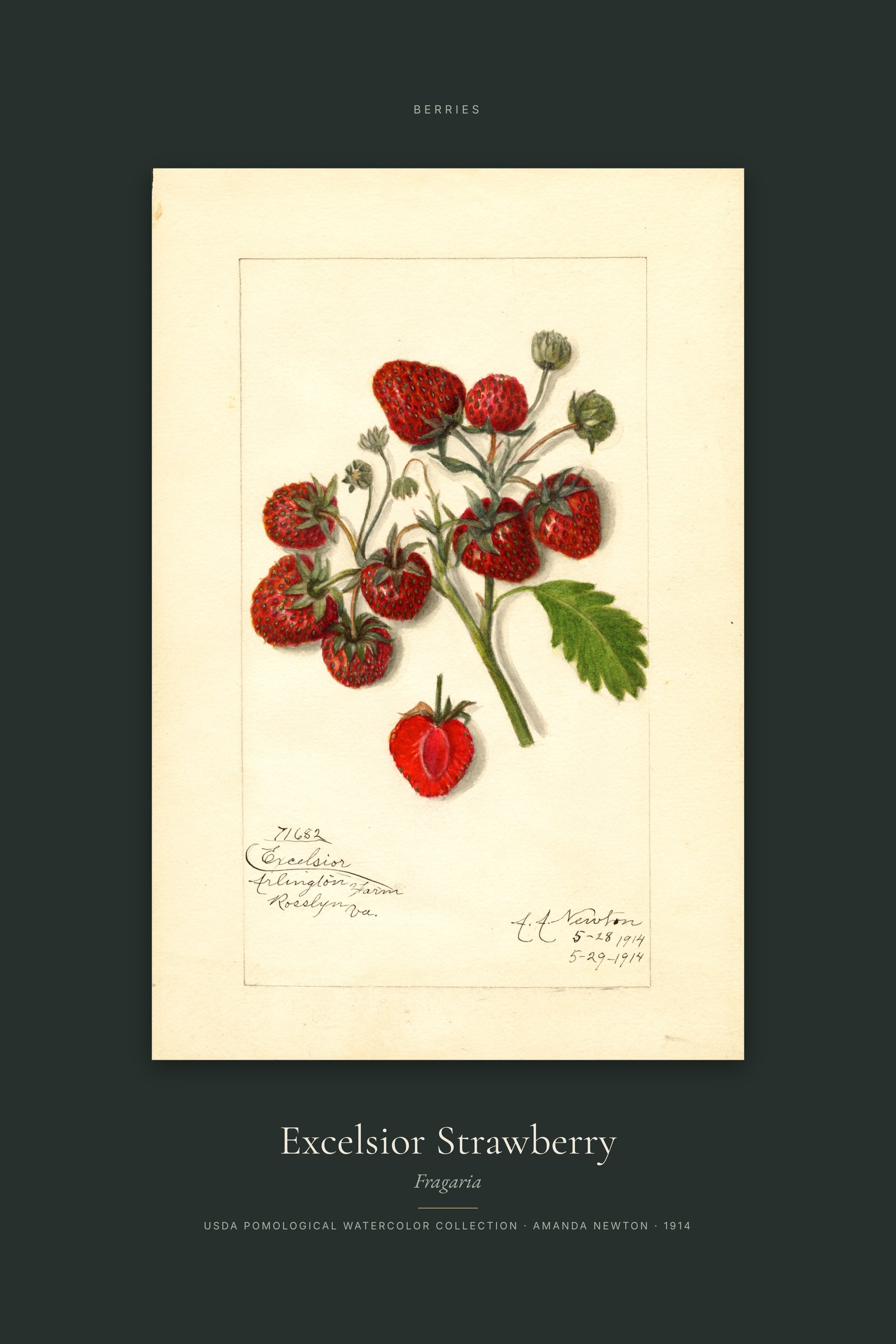 Excelsior Strawberry — Specimen