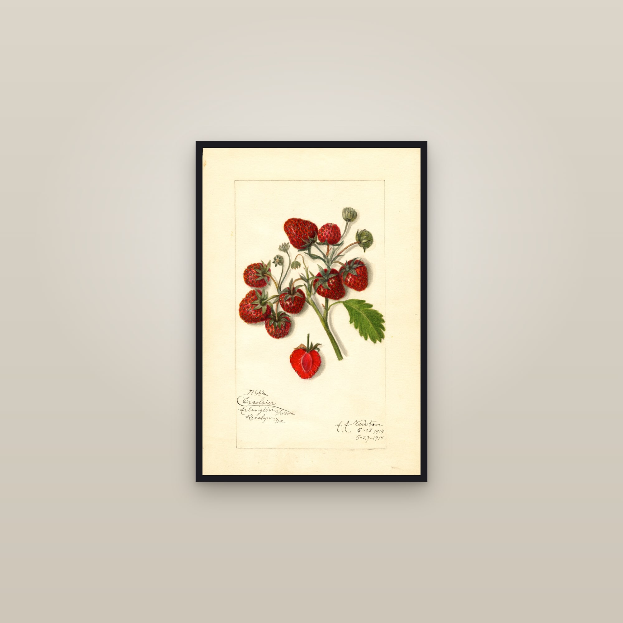 Excelsior Strawberry — framed in a gallery setting