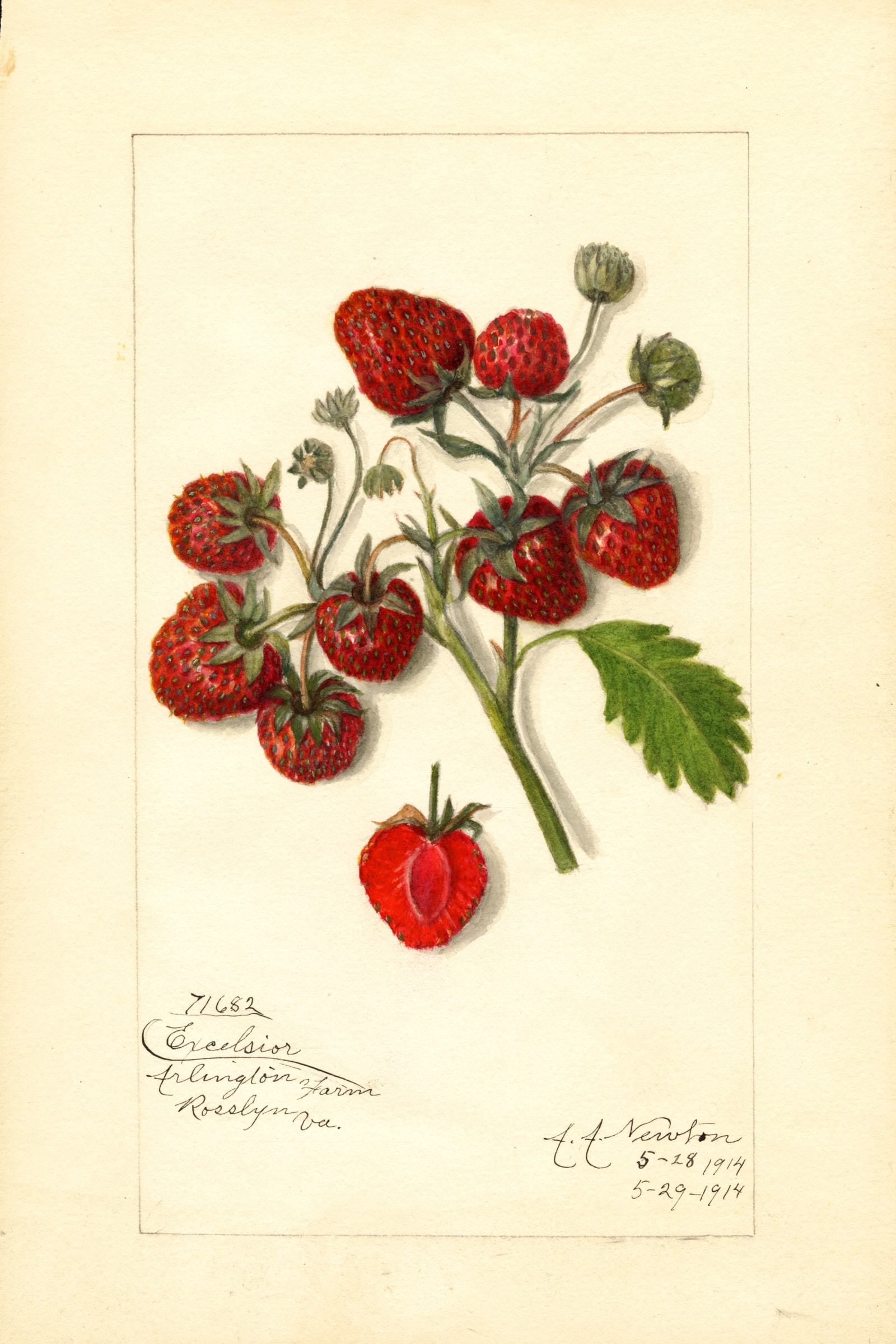 Excelsior Strawberry