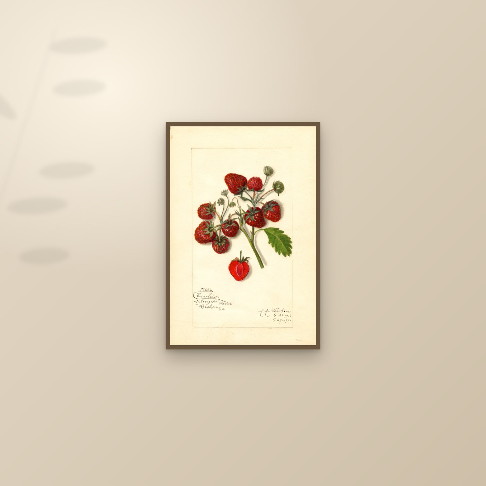 Excelsior Strawberry — framed and styled on a sunlit wall