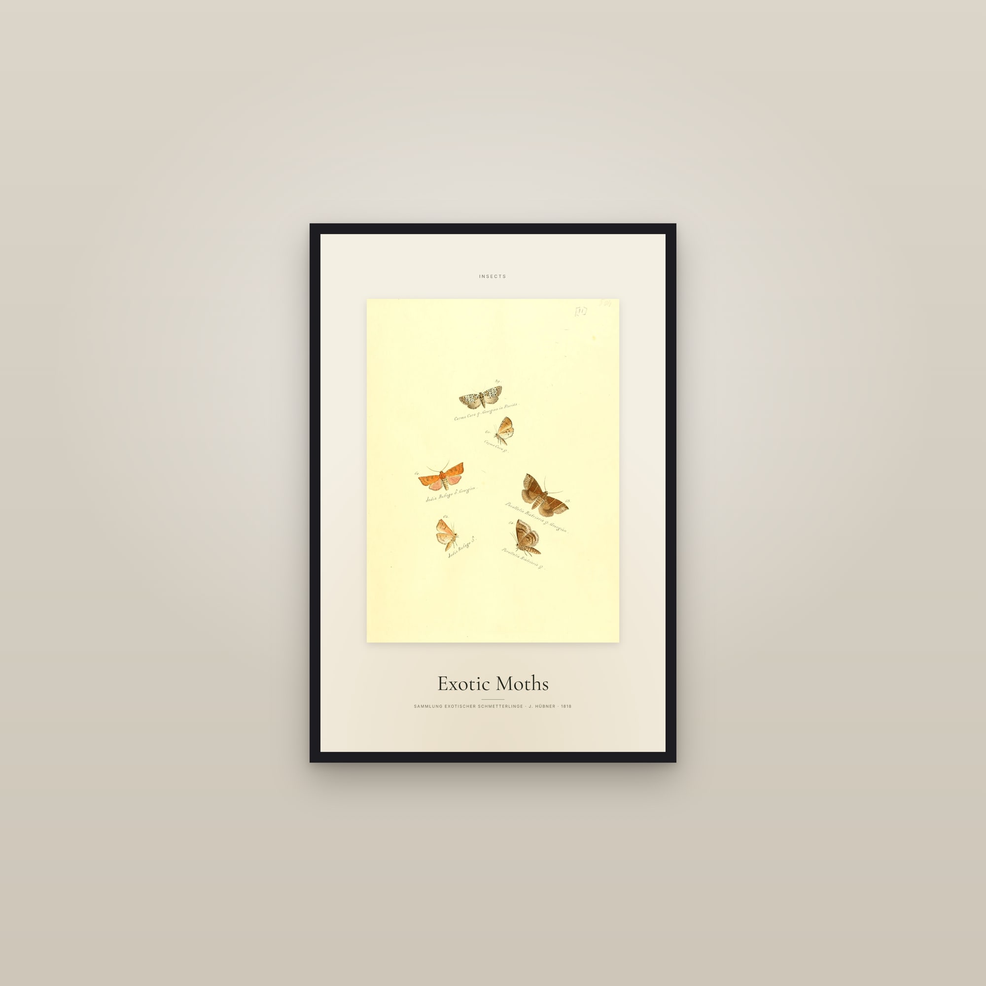 Exotic Moths — Specimen — framed in a gallery setting