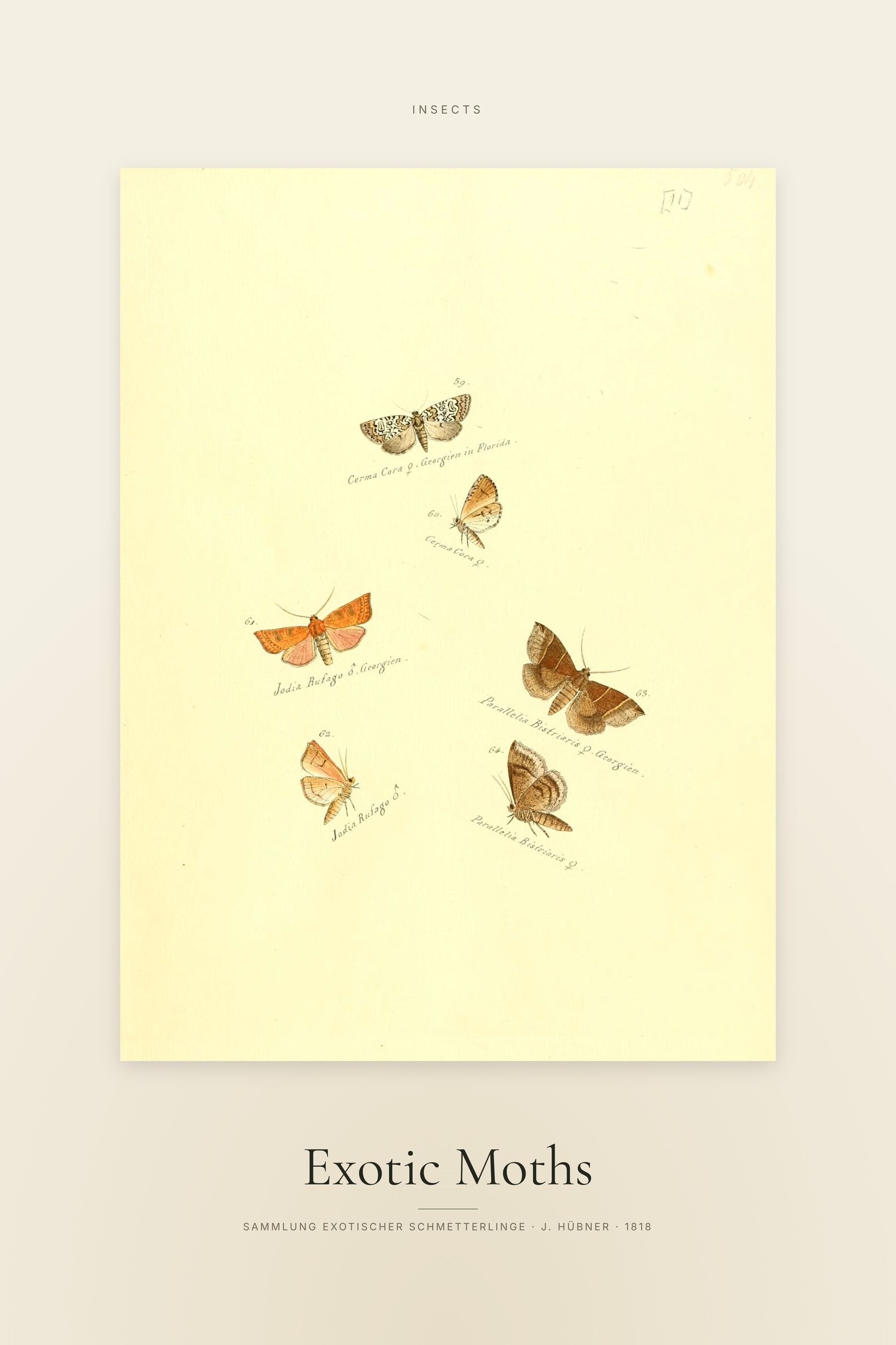 Exotic Moths — Specimen