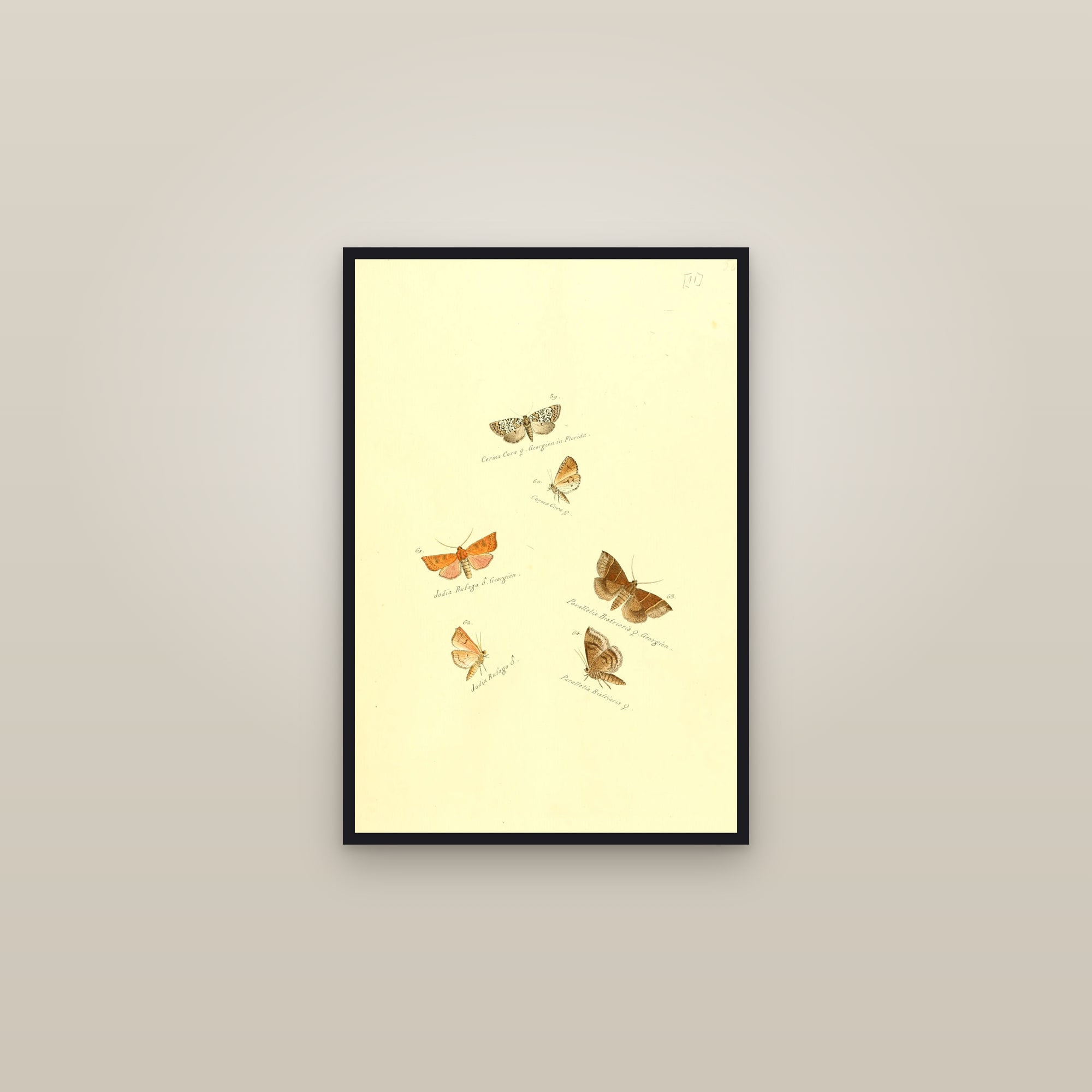 Exotic Moths — framed in a gallery setting