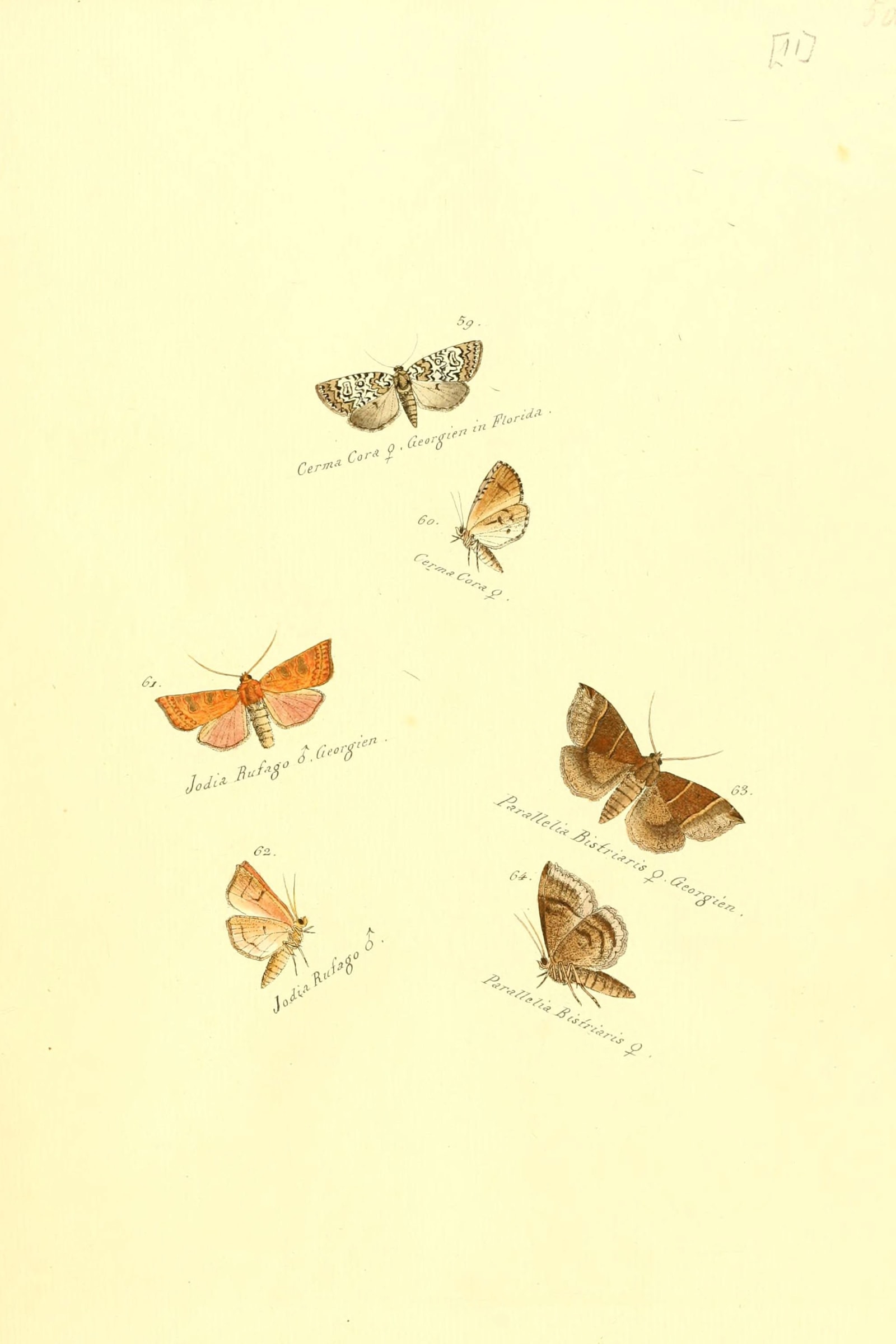 Exotic Moths