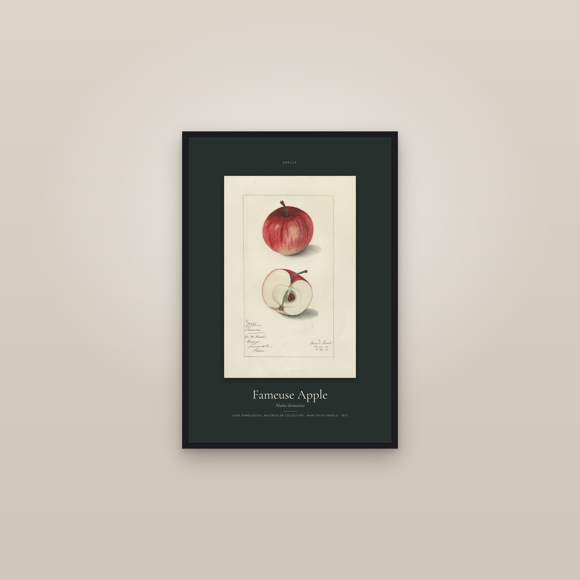 Fameuse Apple — Specimen — framed in a gallery setting