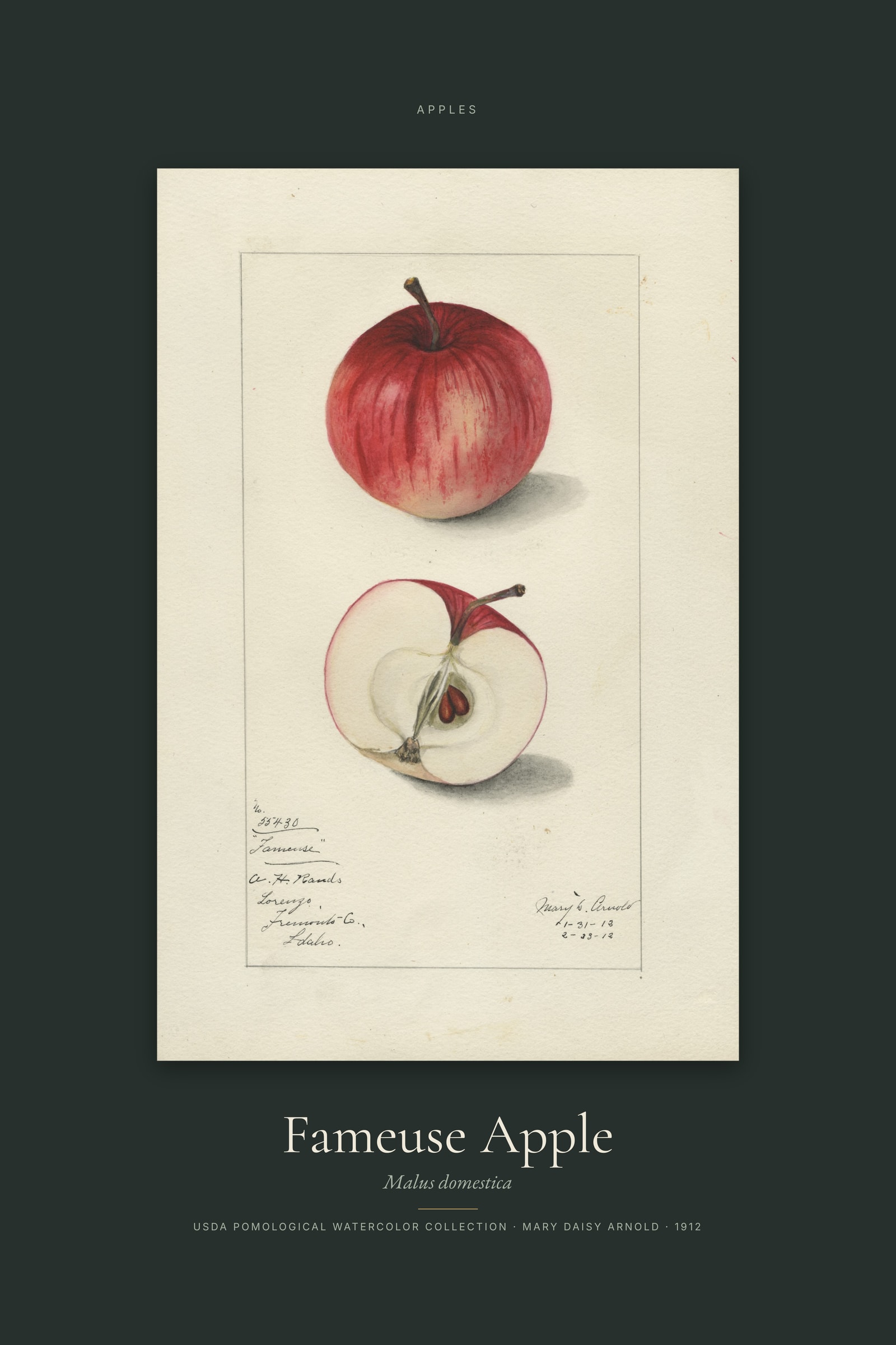 Fameuse Apple — Specimen