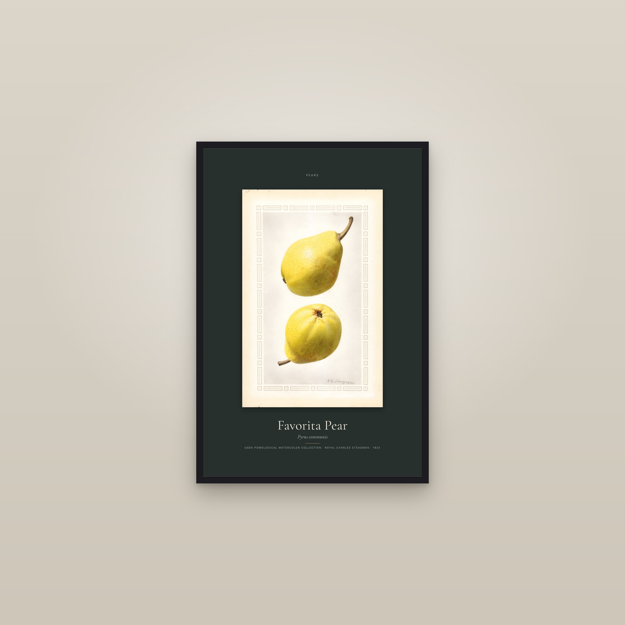 Favorita Pear — Specimen — framed in a gallery setting